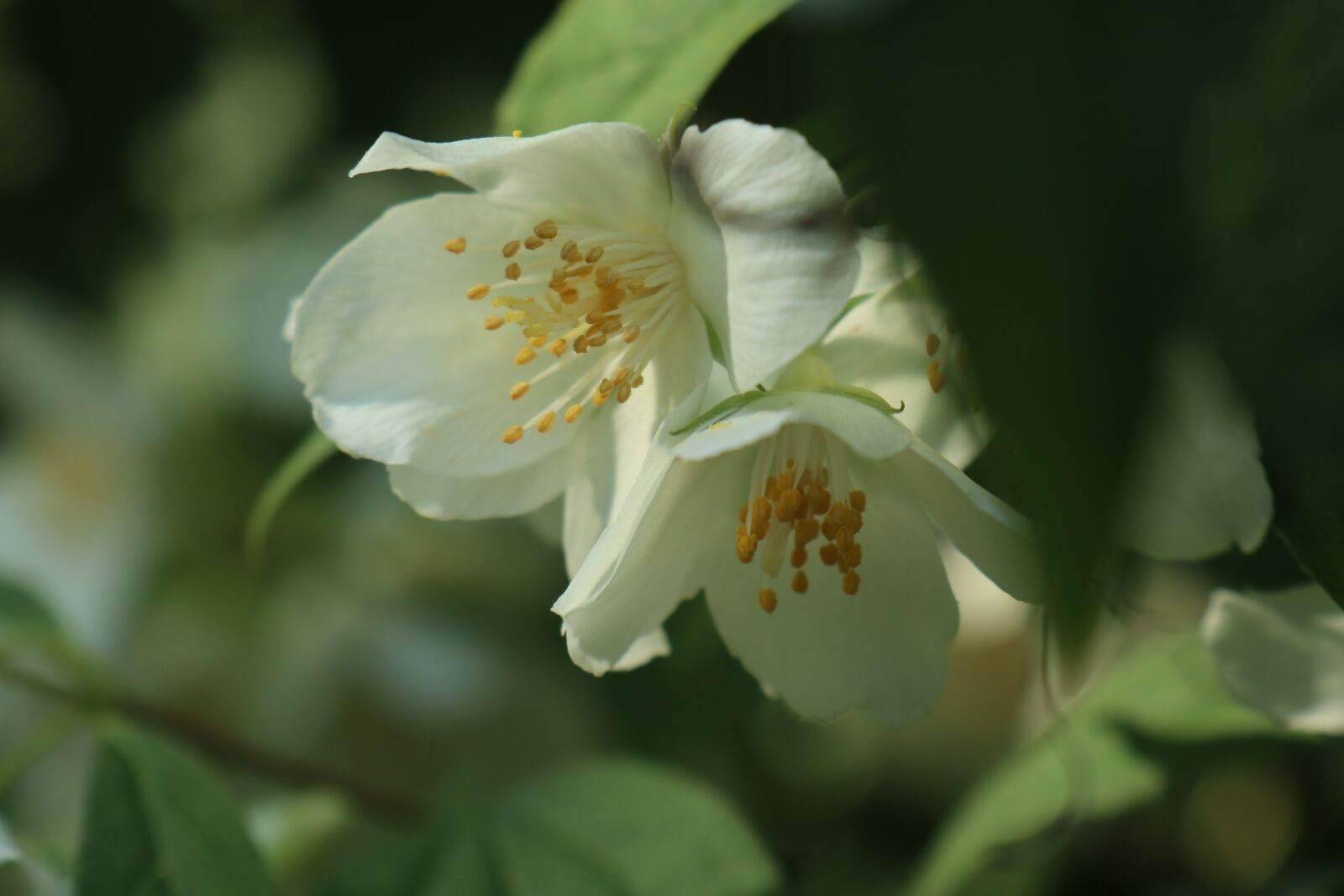 Canon EOS M6 sample photo. Spring, bush, flowering photography