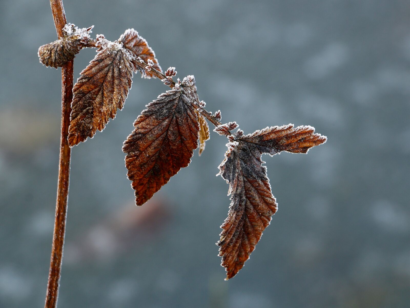 Canon EOS 70D sample photo. Nature, winter, frozen photography