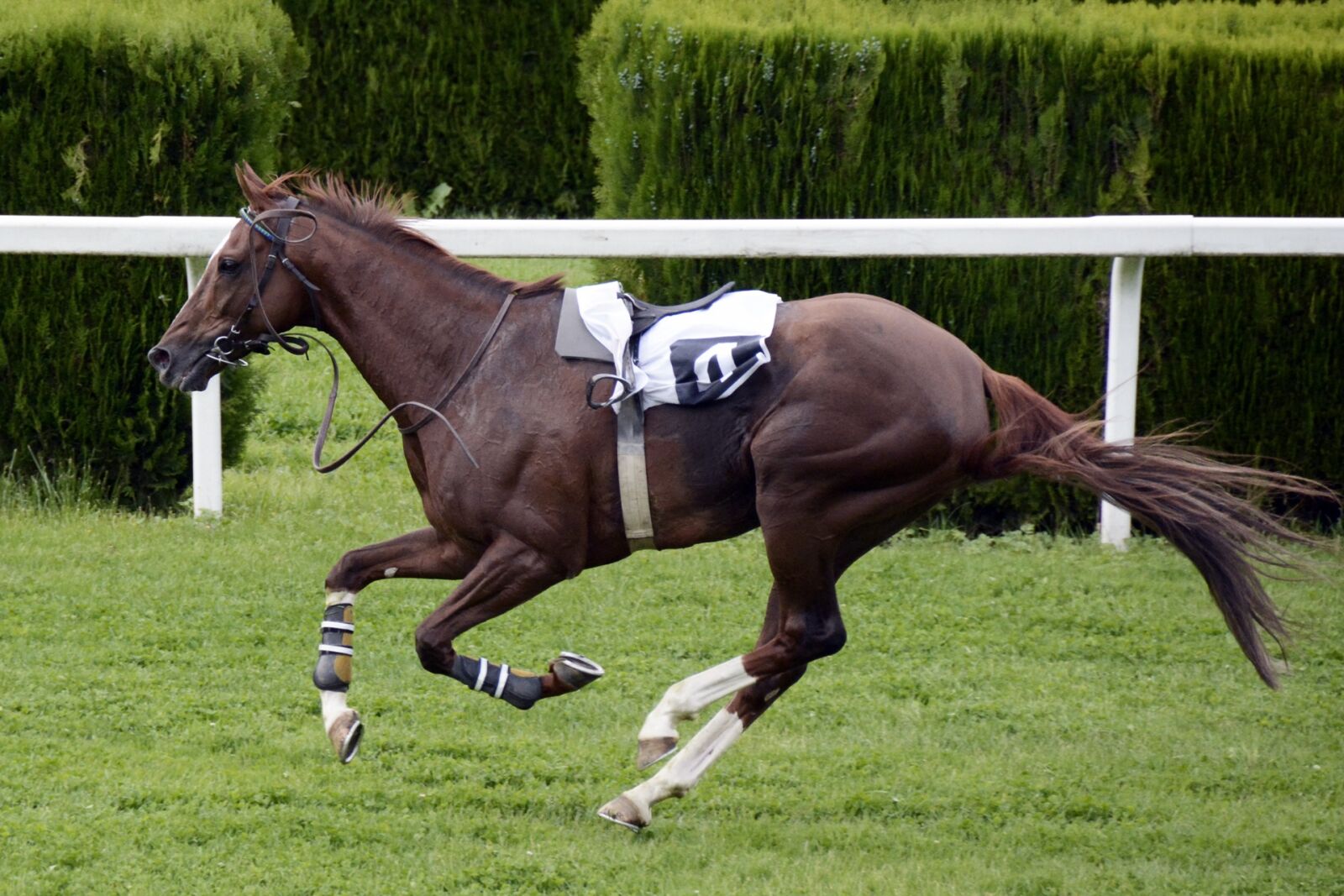 Nikon D7100 sample photo. Horse racing, racecourse, competition photography