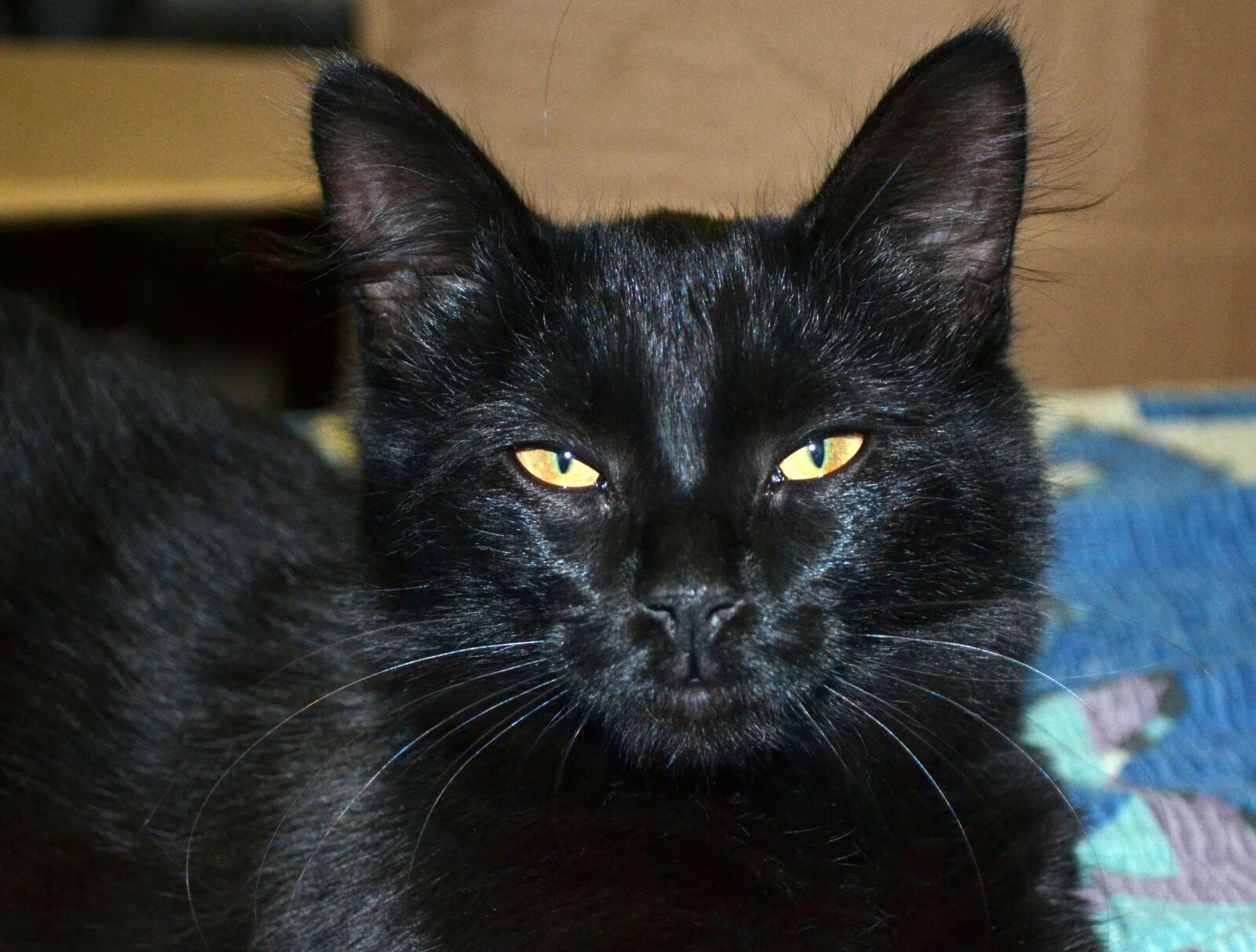 Nikon D3100 sample photo. Cat, black, eyes photography