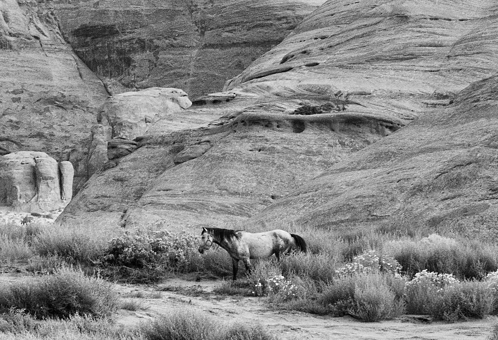 Nikon D800 sample photo. Horses, animals, nature photography
