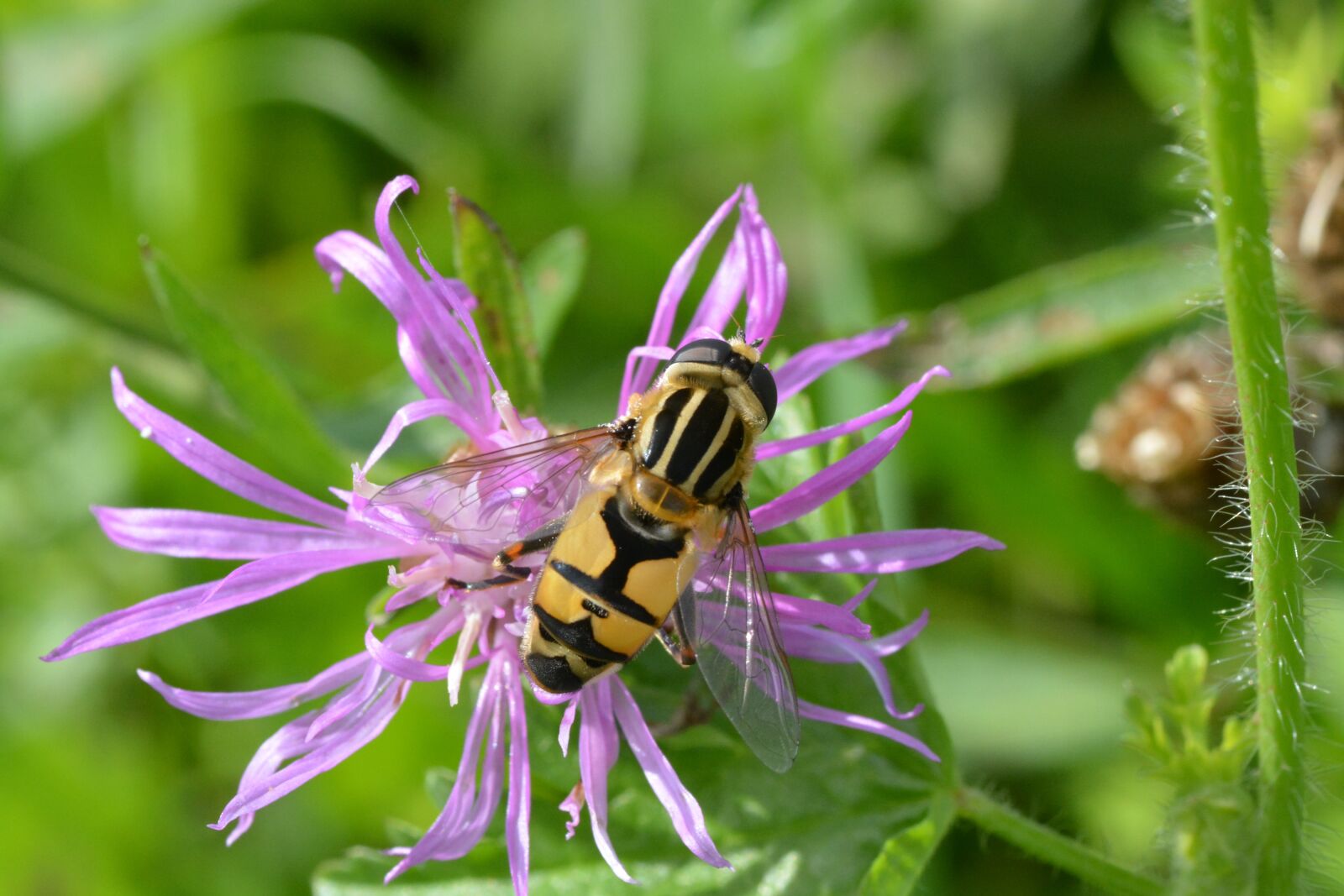 Nikon D5200 sample photo. Nature, insect, summer photography