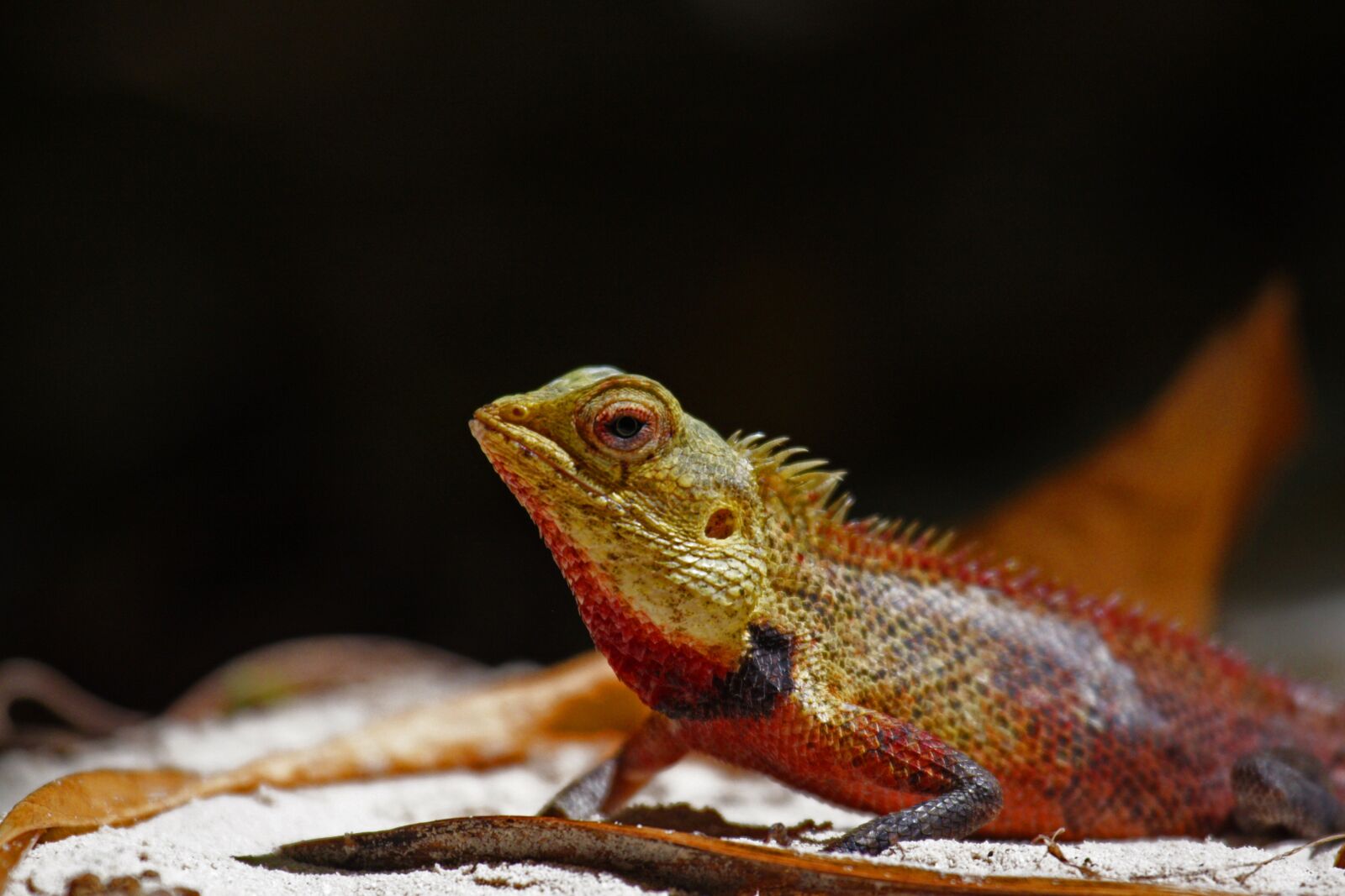Canon EOS 350D (EOS Digital Rebel XT / EOS Kiss Digital N) sample photo. Lizard, reptile, nature photography