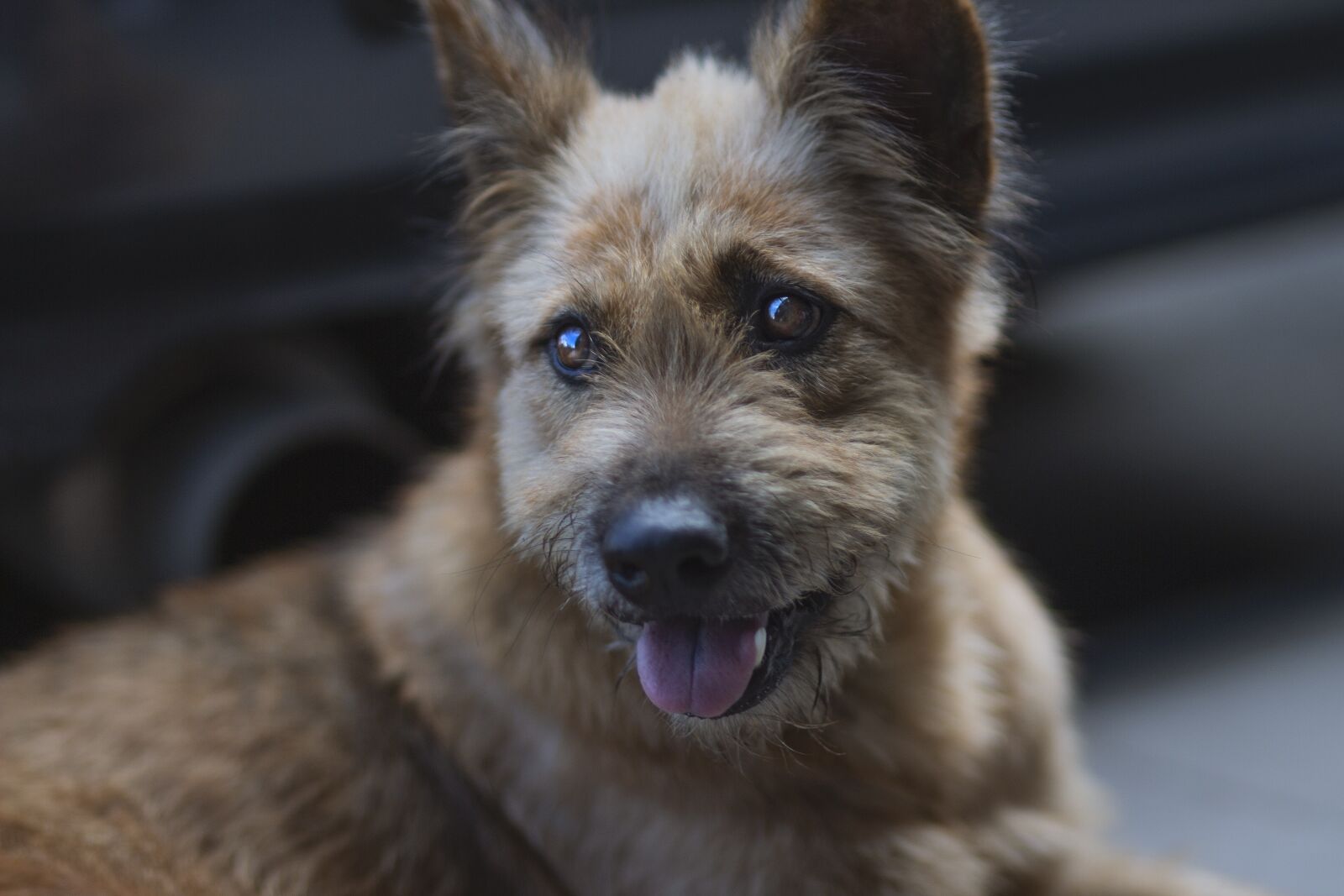 Canon EOS 600D (Rebel EOS T3i / EOS Kiss X5) sample photo. Dog, animal, puppy photography