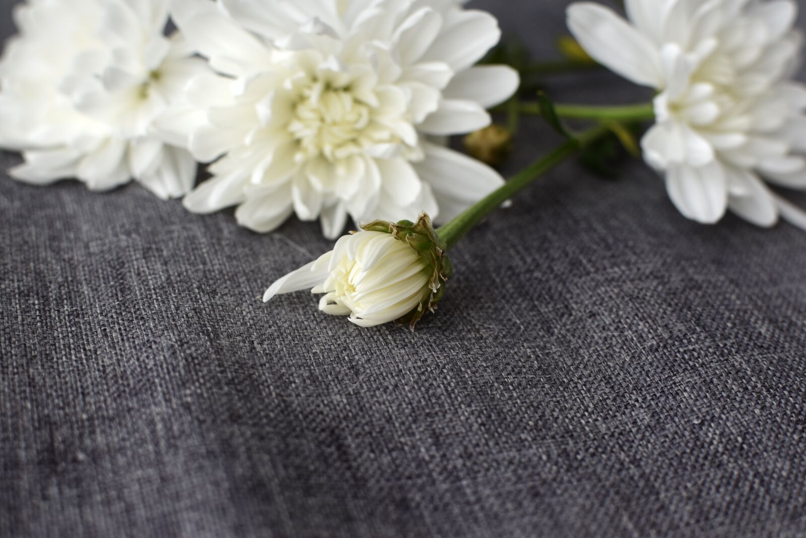 Nikon D3400 sample photo. White, flowers, autumn photography