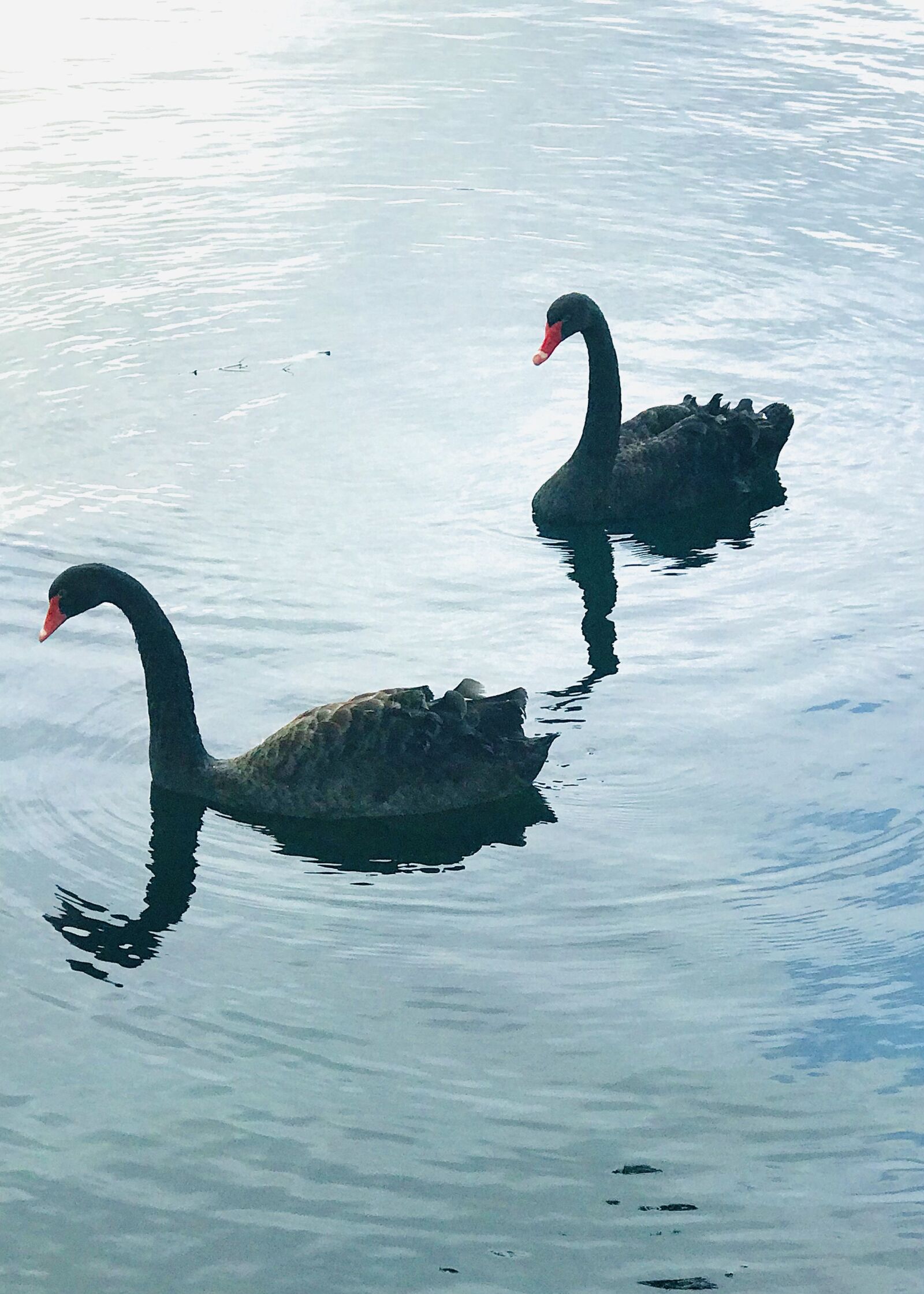 iPhone 7 Plus back dual camera 6.6mm f/2.8 sample photo. Swan, nature, animals photography
