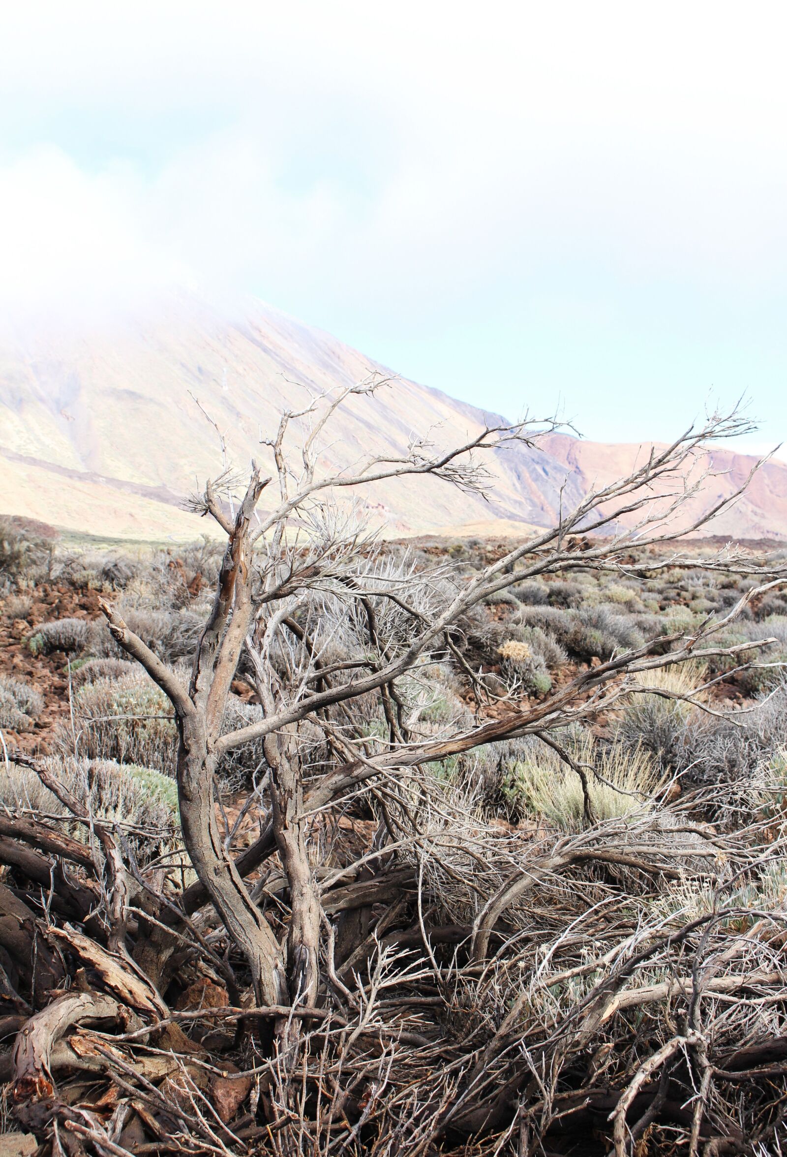 Canon EOS 700D (EOS Rebel T5i / EOS Kiss X7i) sample photo. Tenerife, spain, dry photography