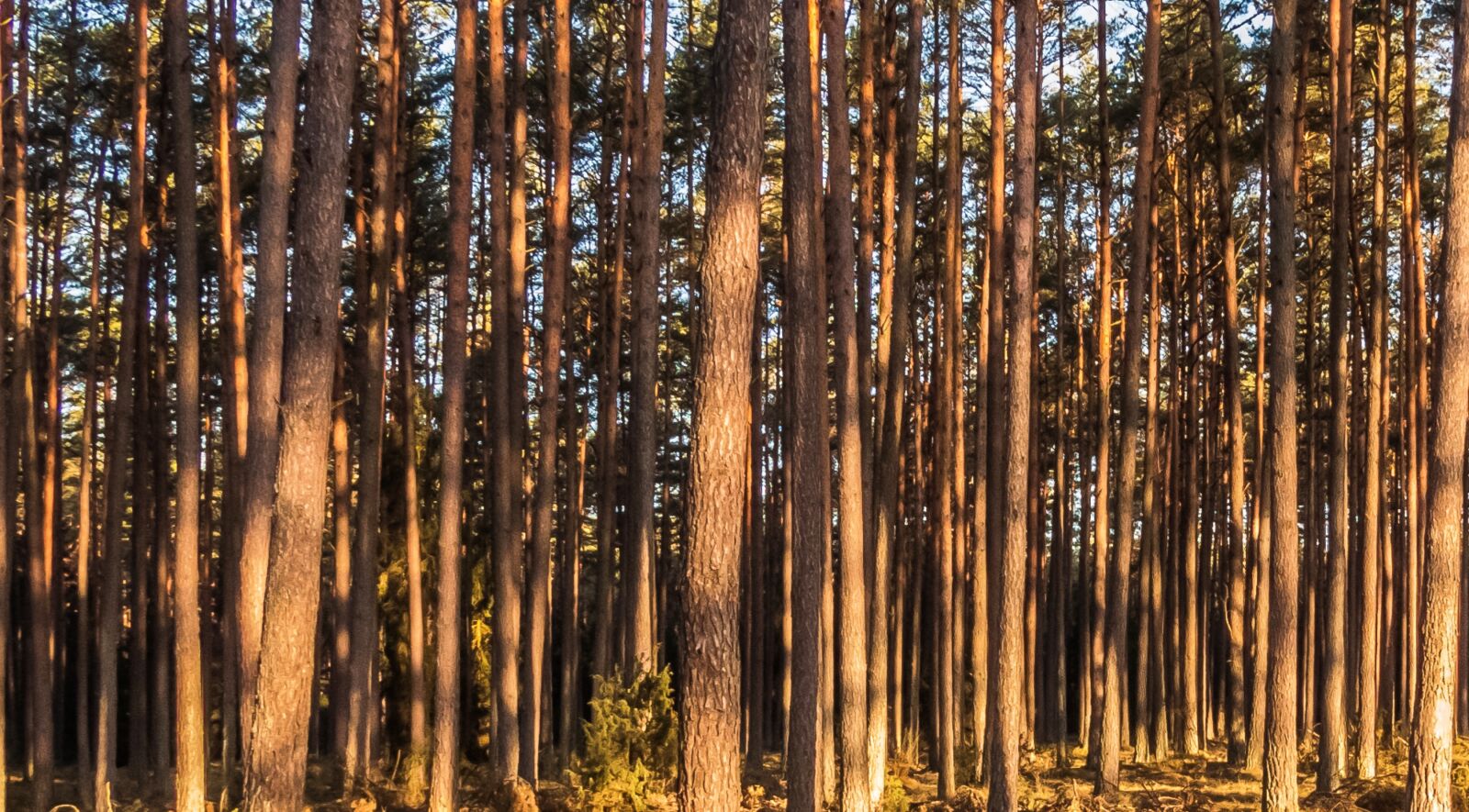 Nikon Coolpix P1000 sample photo. Forest, tree, landscape photography