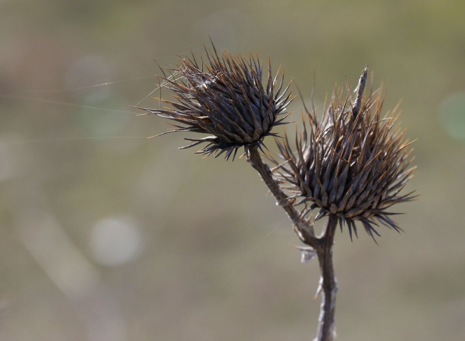 Canon EF-S 60mm F2.8 Macro USM sample photo. Thistle, spin, plant photography