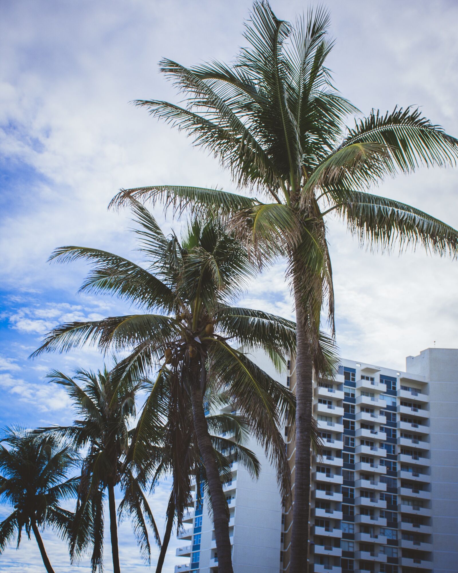 Nikon D7200 sample photo. Palm, holiday, tropics photography