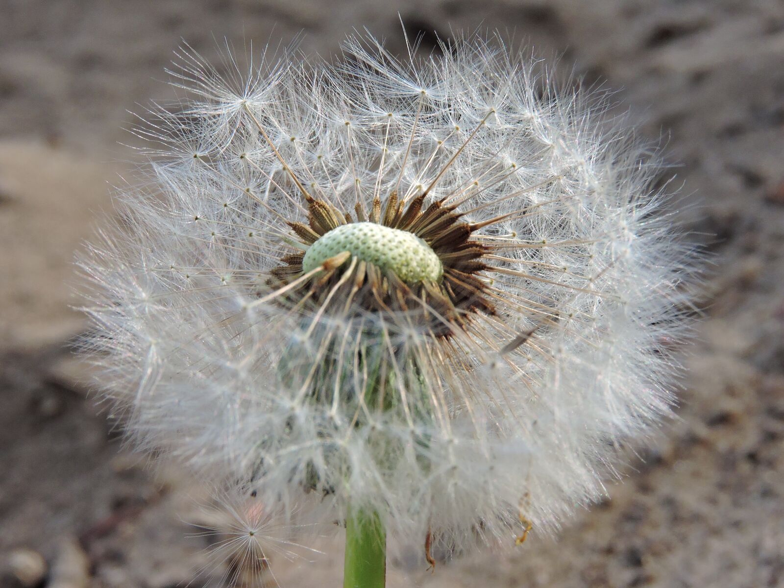 Nikon Coolpix P600 sample photo. Nature, dandelion, wild flower photography