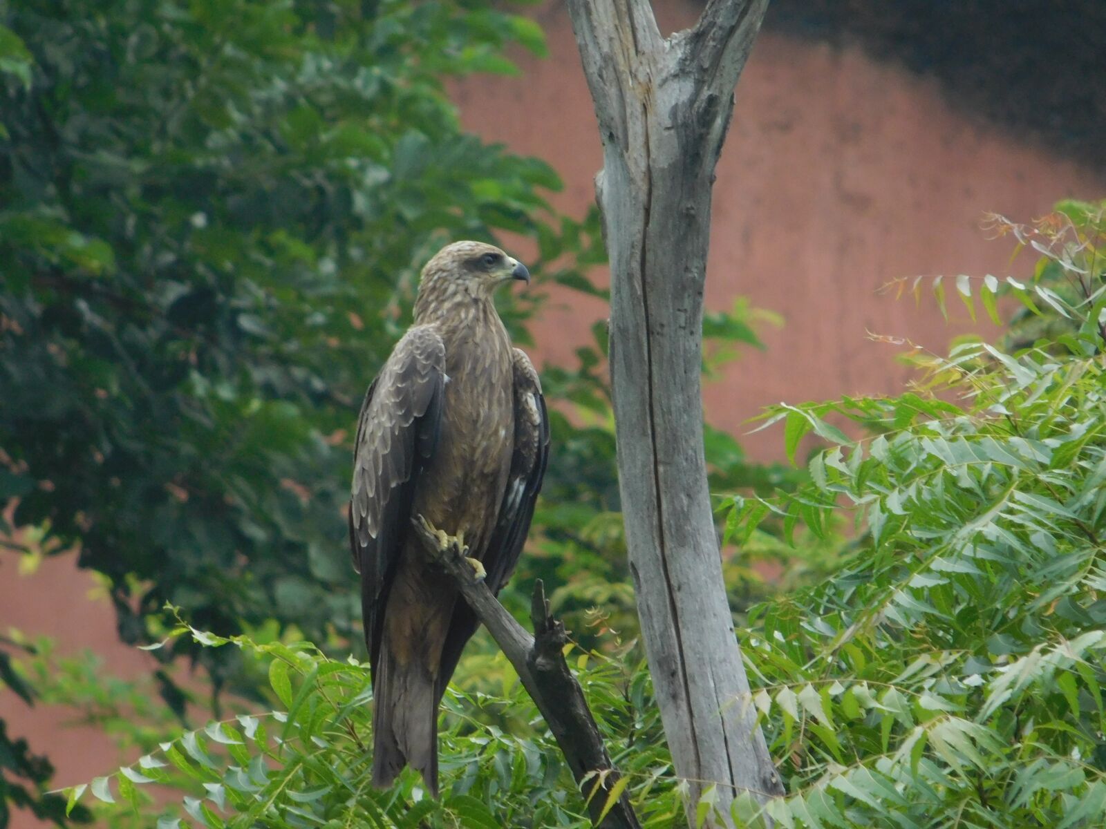 Nikon Coolpix L840 sample photo. Eagle, tress, forest photography