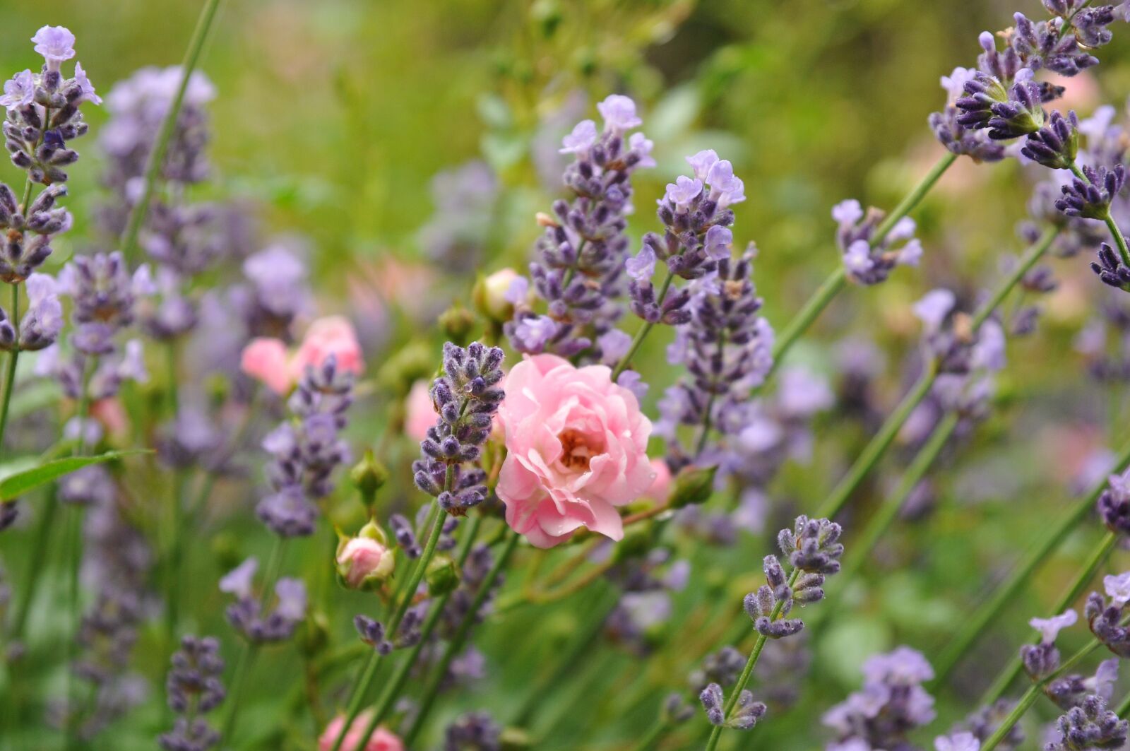 Nikon D300 sample photo. Rose, lavender, green photography