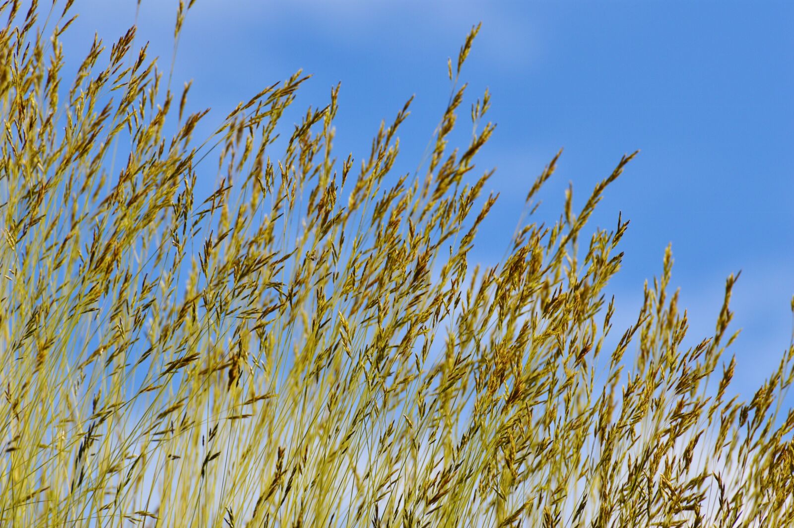 Nikon D3200 sample photo. Sky, blue, clouds photography