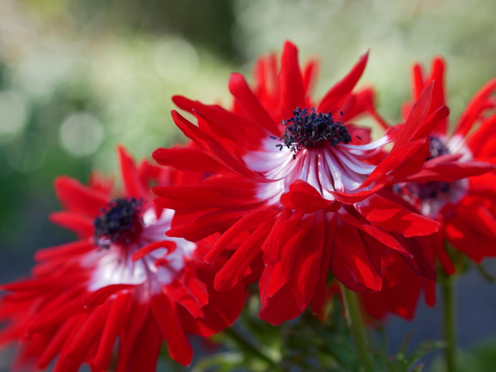 Panasonic Lumix DMC-GX85 (Lumix DMC-GX80 / Lumix DMC-GX7 Mark II) sample photo. Filled anemone, red, petals photography