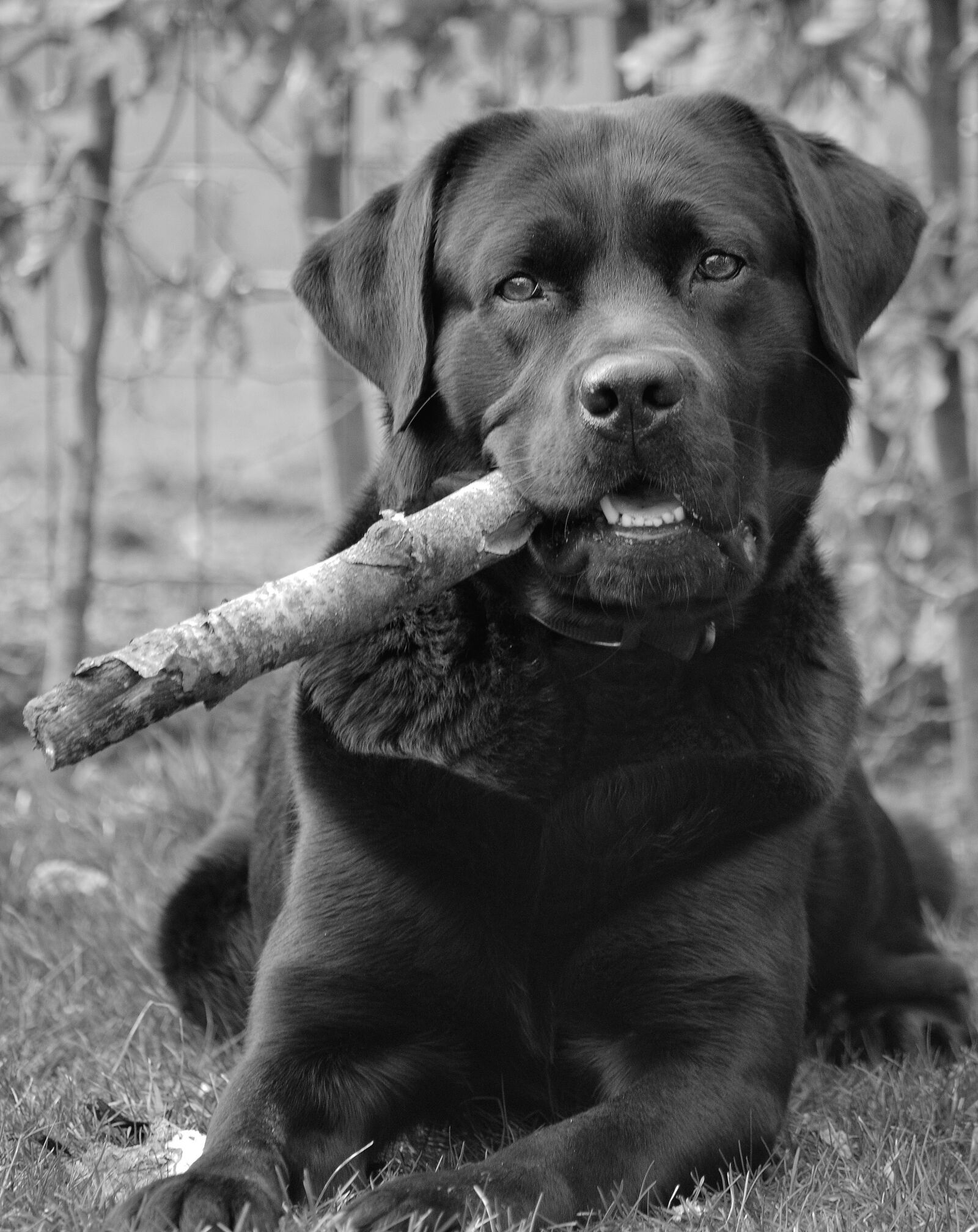 Nikon D7000 sample photo. Dog, labrador, retriever photography