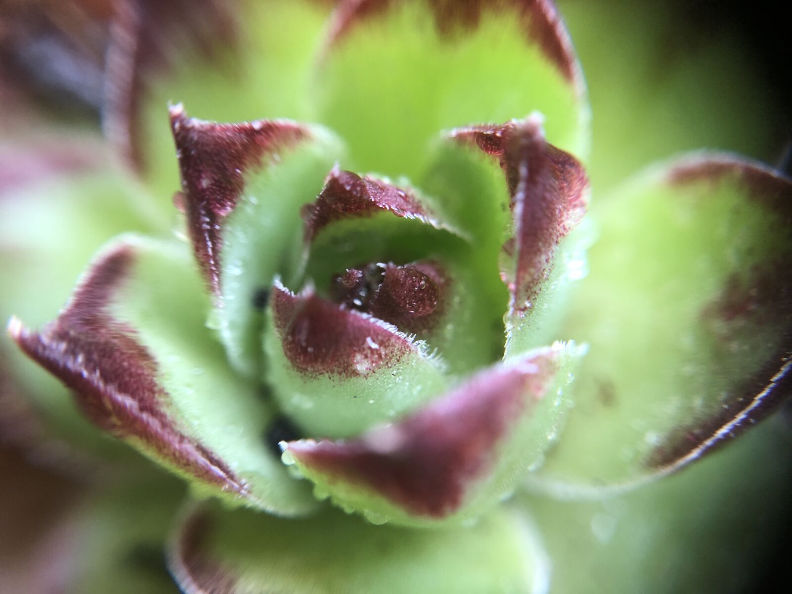 iPhone 8 back camera 3.99mm f/1.8 sample photo. Succulent, flower, green photography
