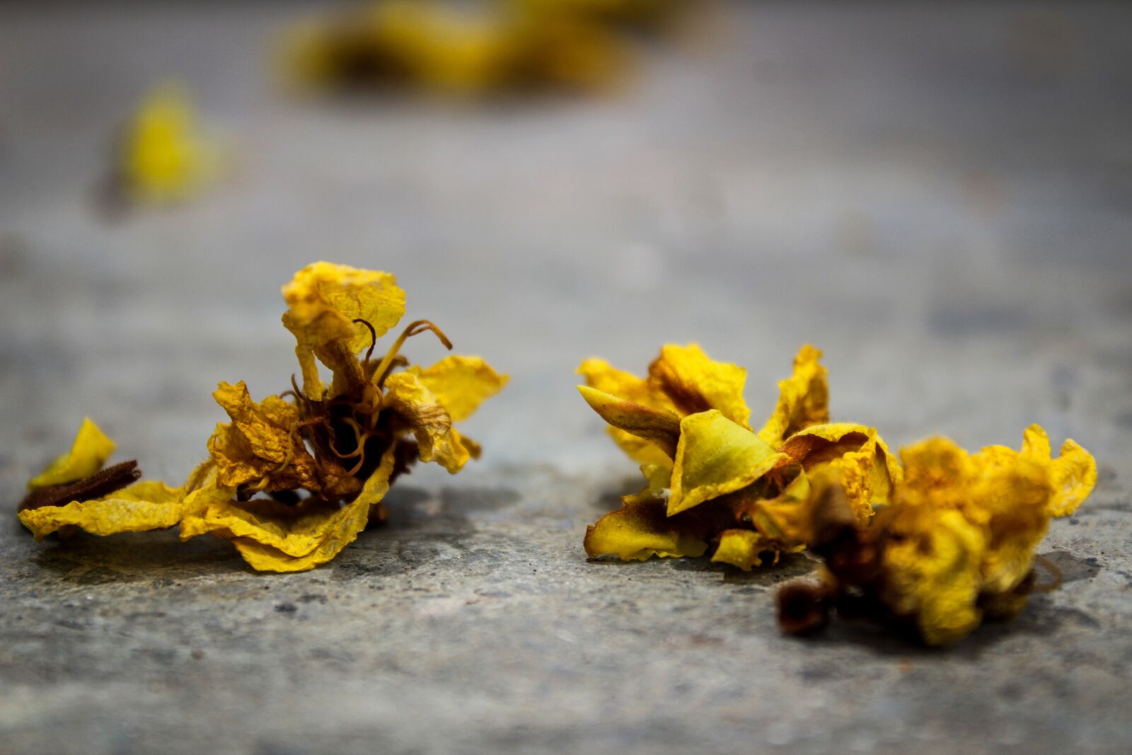 Canon EOS 1300D (EOS Rebel T6 / EOS Kiss X80) sample photo. Petals, spread, photograph photography