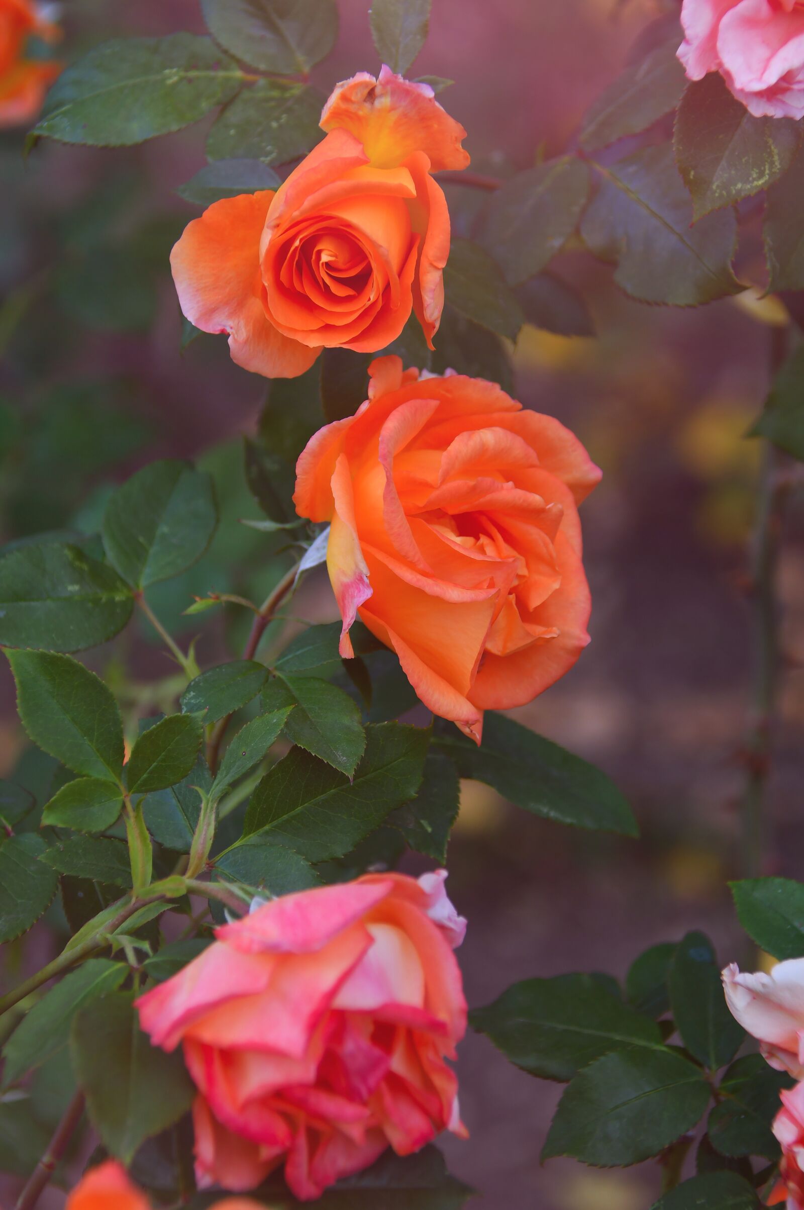 Nikon D3200 sample photo. Rose, autumn, autumn rose photography