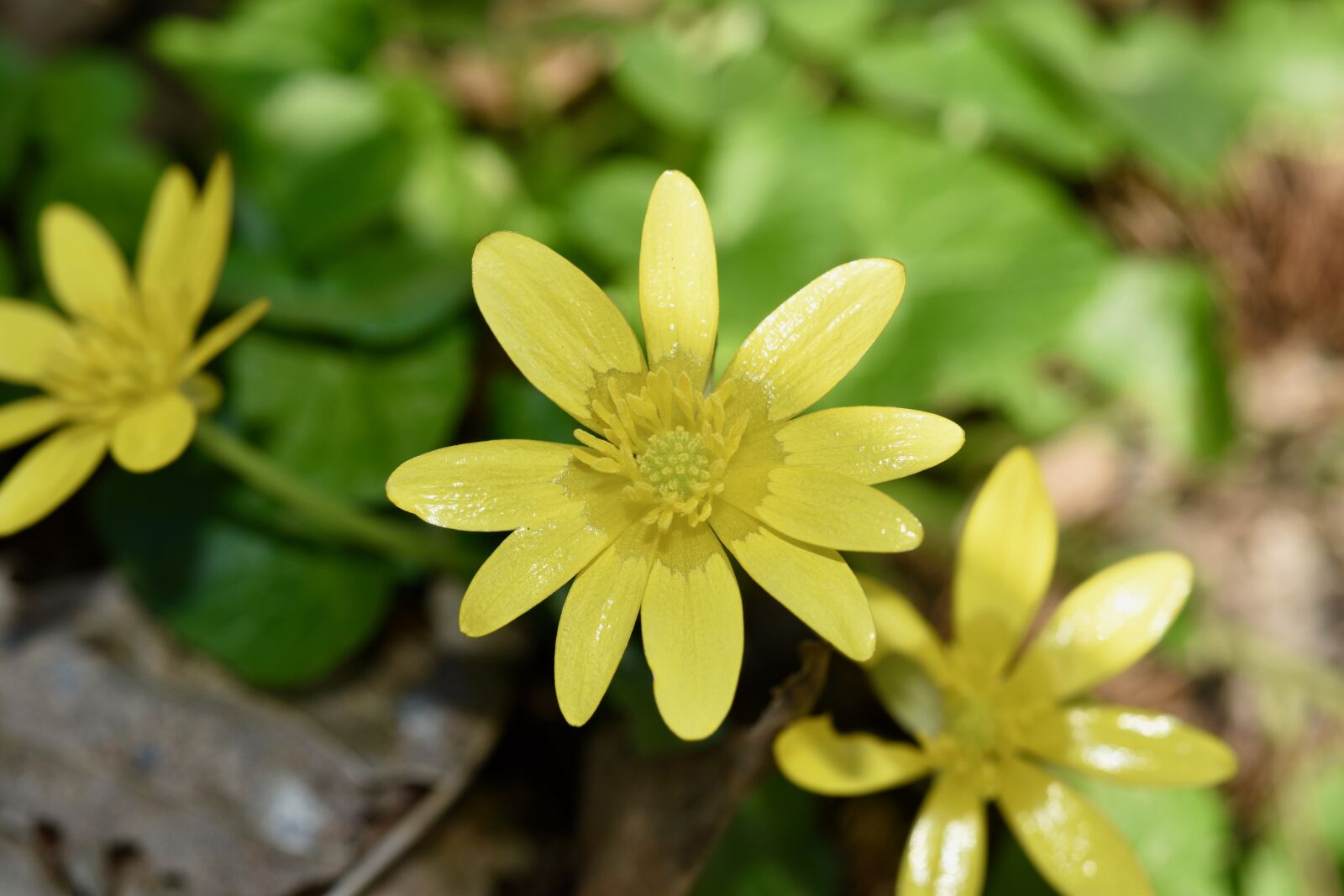 Nikon D5600 sample photo. Flowers, flower, buttercups photography