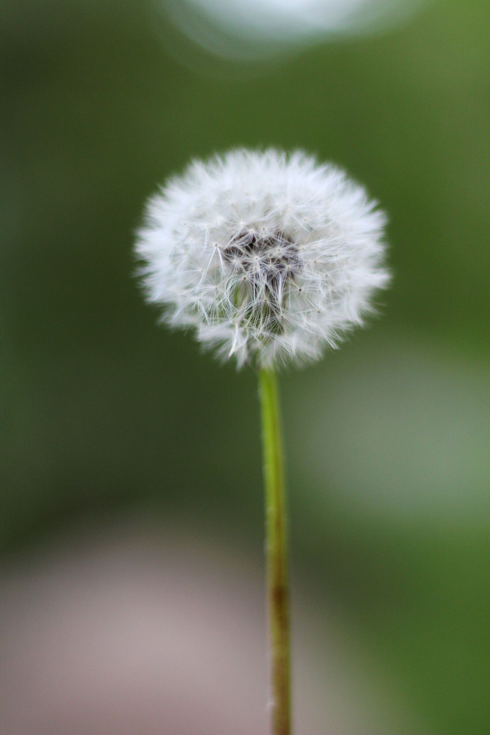 Canon EOS 1300D (EOS Rebel T6 / EOS Kiss X80) + Canon EF 50mm F1.8 STM sample photo. Dandelion, white, flower photography