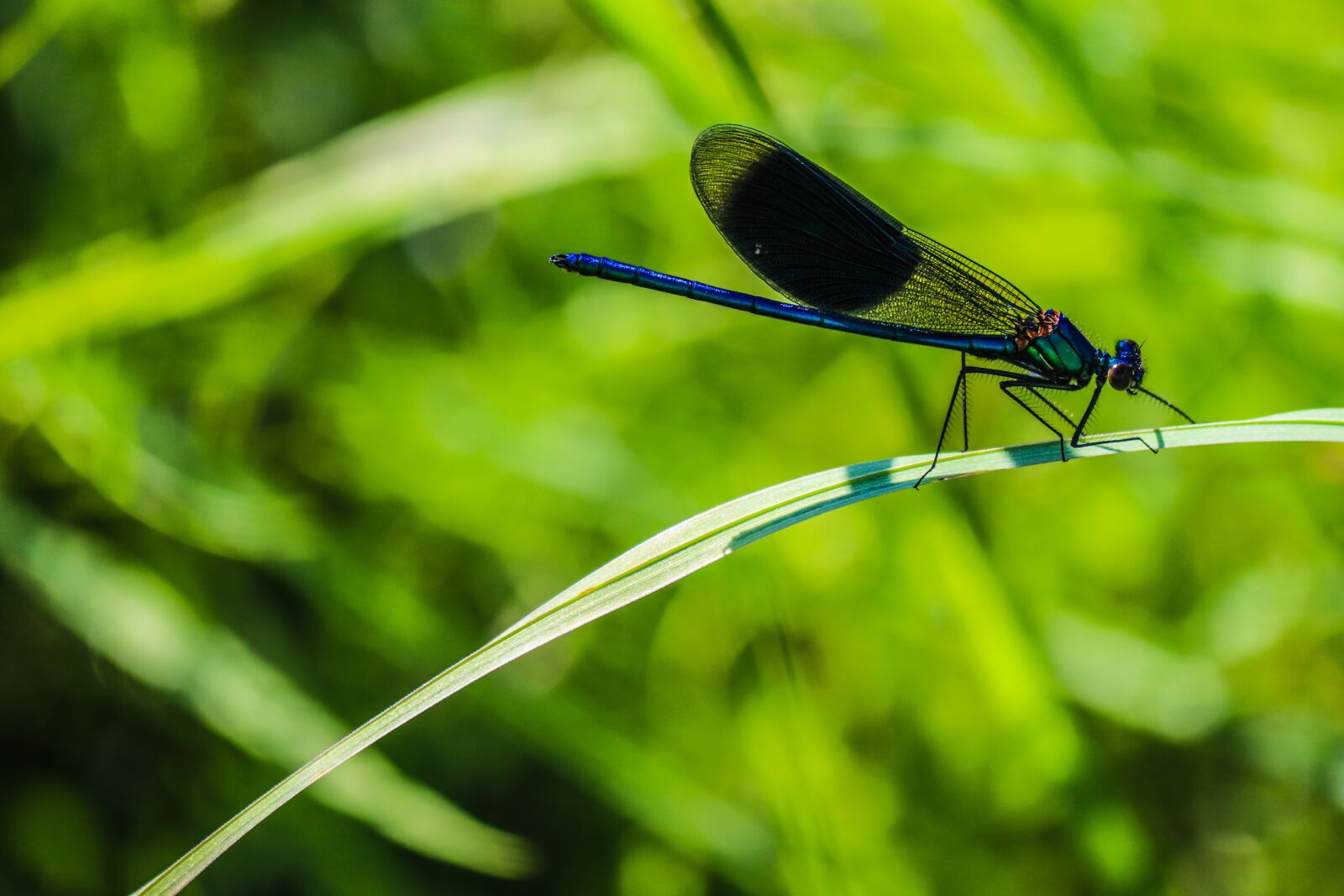 Canon EOS 800D (EOS Rebel T7i / EOS Kiss X9i) + Canon EF-S 55-250mm F4-5.6 IS II sample photo. Dragonfly, black-winged damselfly, blue photography
