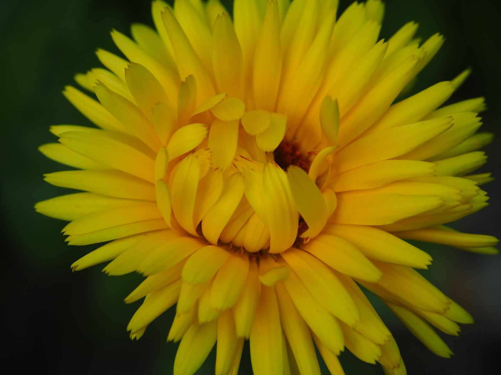 Olympus OM-D E-M10 sample photo. Flower, blossom, bloom photography