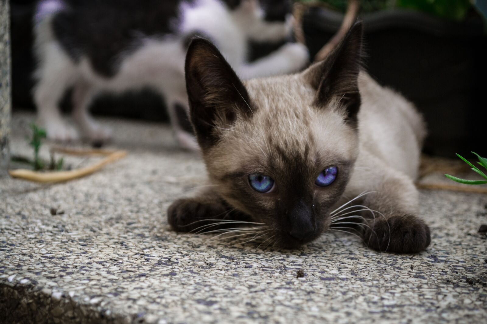 Nikon D3100 sample photo. Cat, kitty, pet photography