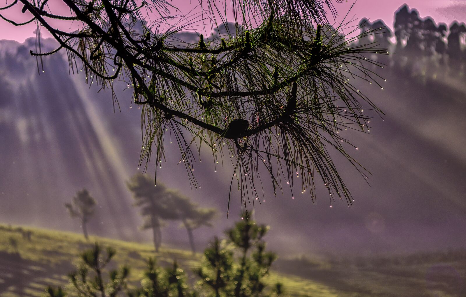 Nikon D5100 sample photo. Morning, dewdrops, dewdrop photography