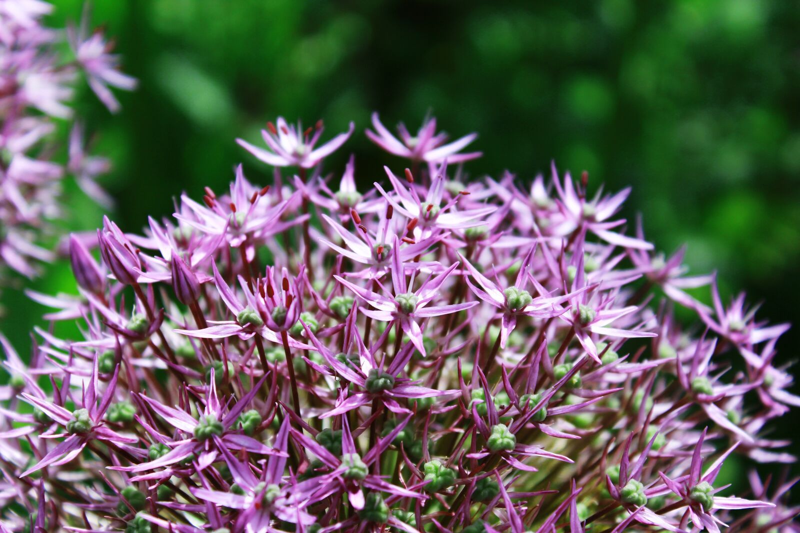 Canon EOS 1200D (EOS Rebel T5 / EOS Kiss X70 / EOS Hi) sample photo. Ornamental onion, ball flower photography
