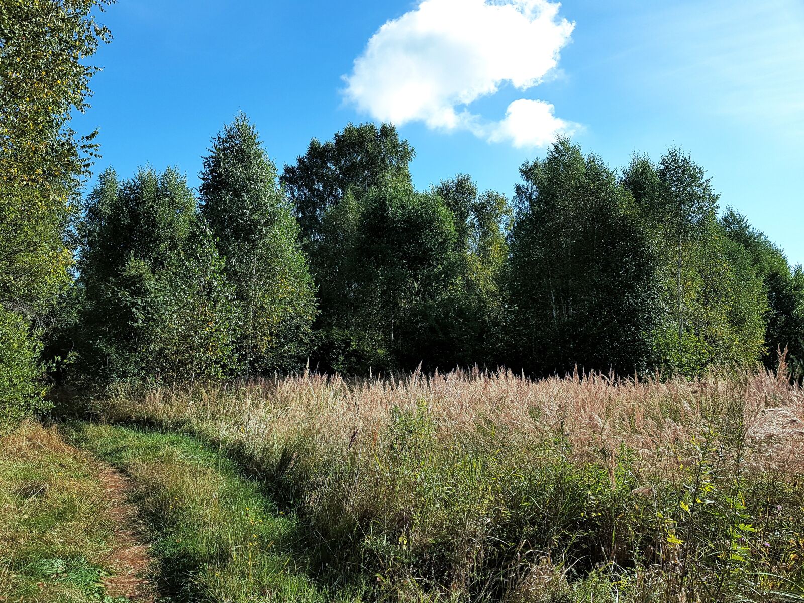Samsung SM-G930F sample photo. Forest, pine, sky photography