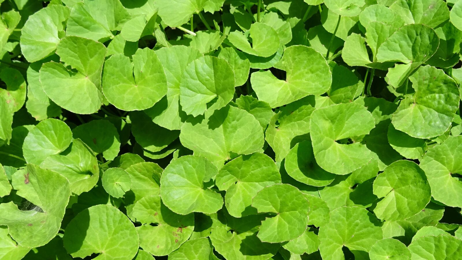 Sony DSC-HX60V sample photo. Plant, herb, medicinal photography