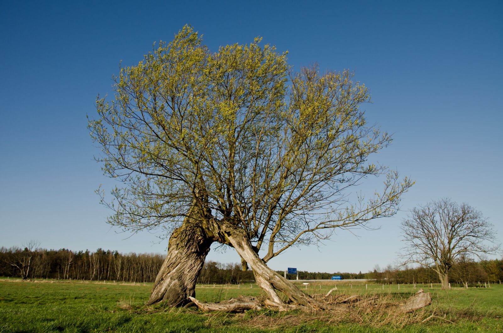 Nikon D7000 sample photo. Spring, pasture, willow catkin photography