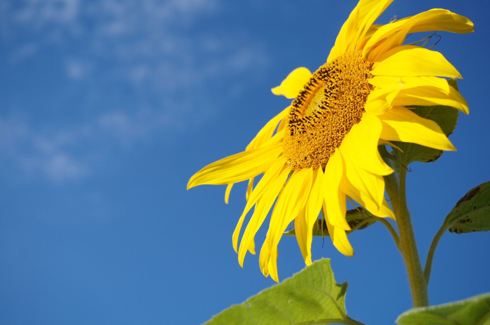 Sony Alpha NEX-3N sample photo. Sunflower, sky, bees photography