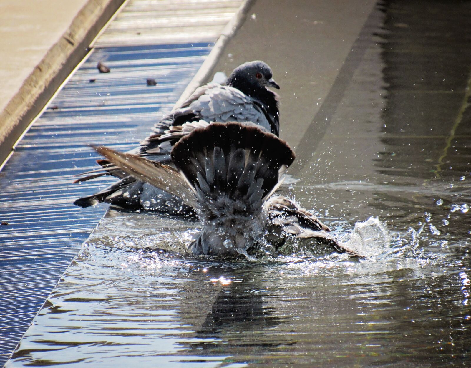 Canon PowerShot SX530 HS sample photo. Bird, pigeon, bath photography