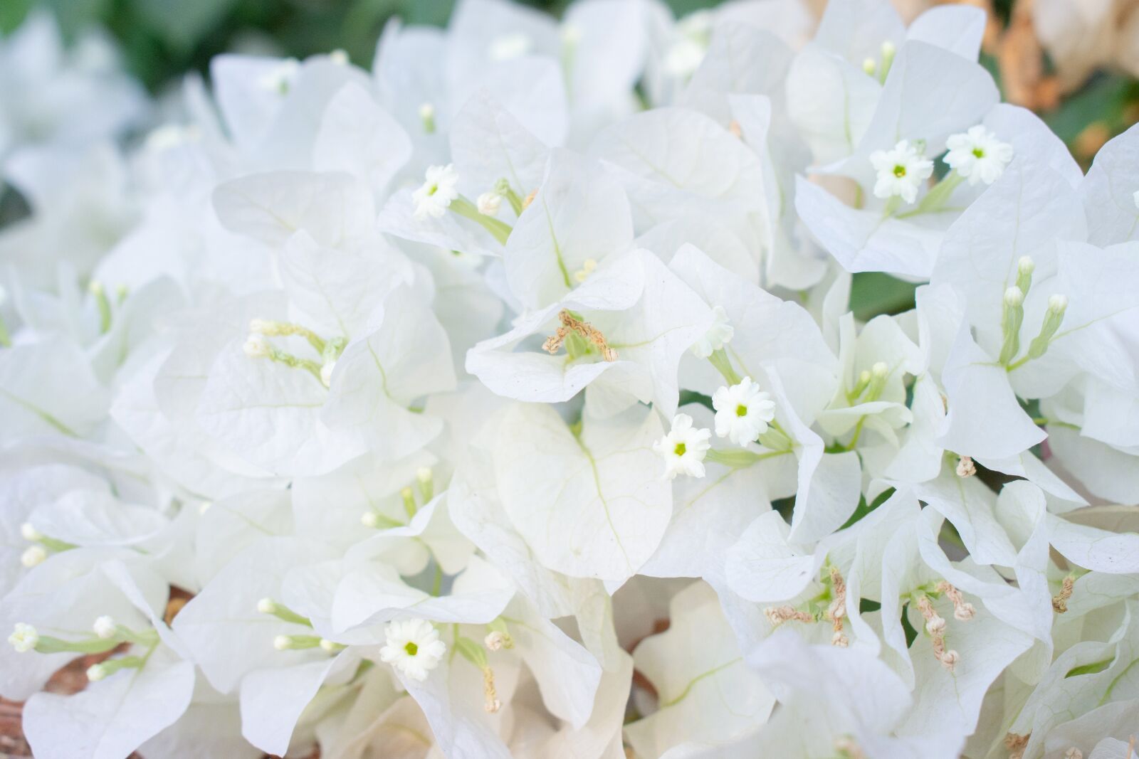 Nikon D7200 sample photo. White flowers, spring, white photography