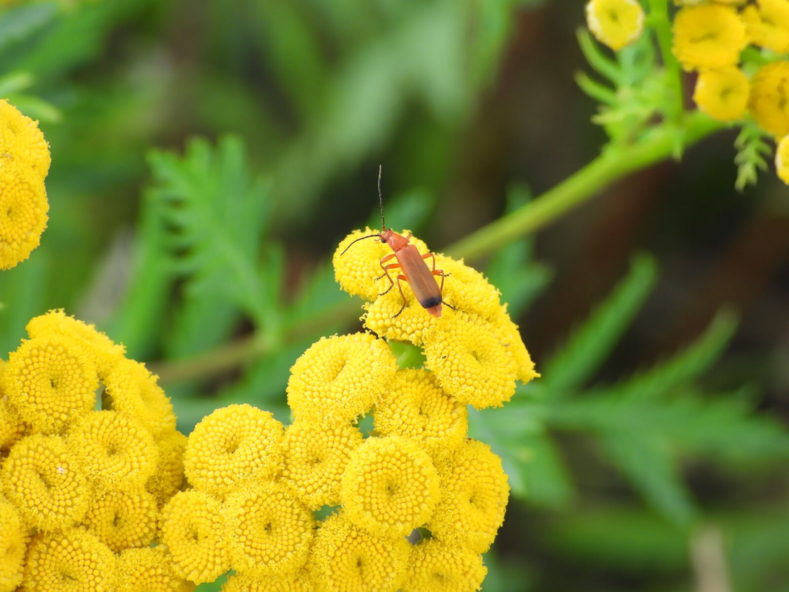 Nikon Coolpix P1000 sample photo. Tansy, common tansy, yellow photography