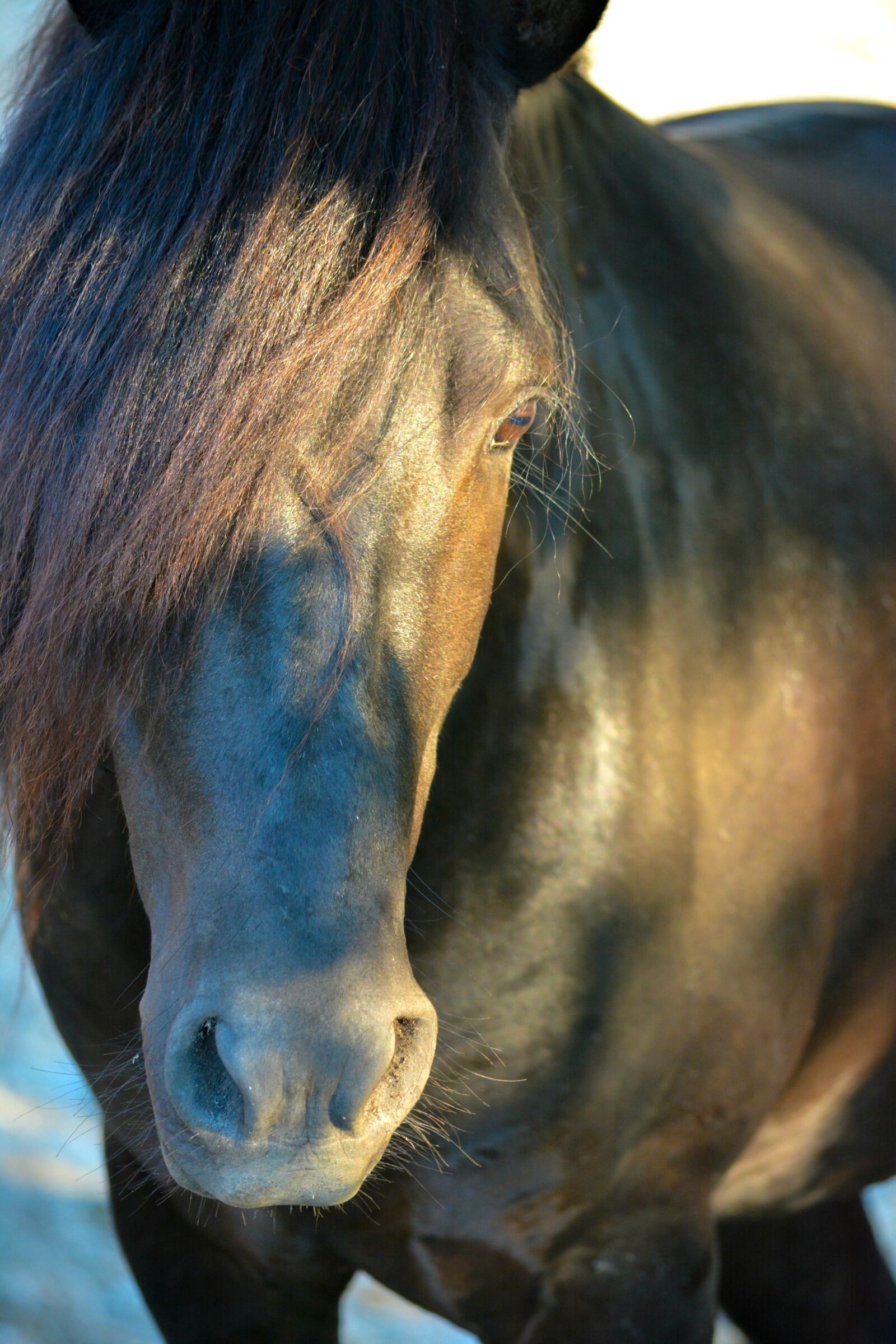 Nikon D7100 sample photo. Horse, animals, wild photography