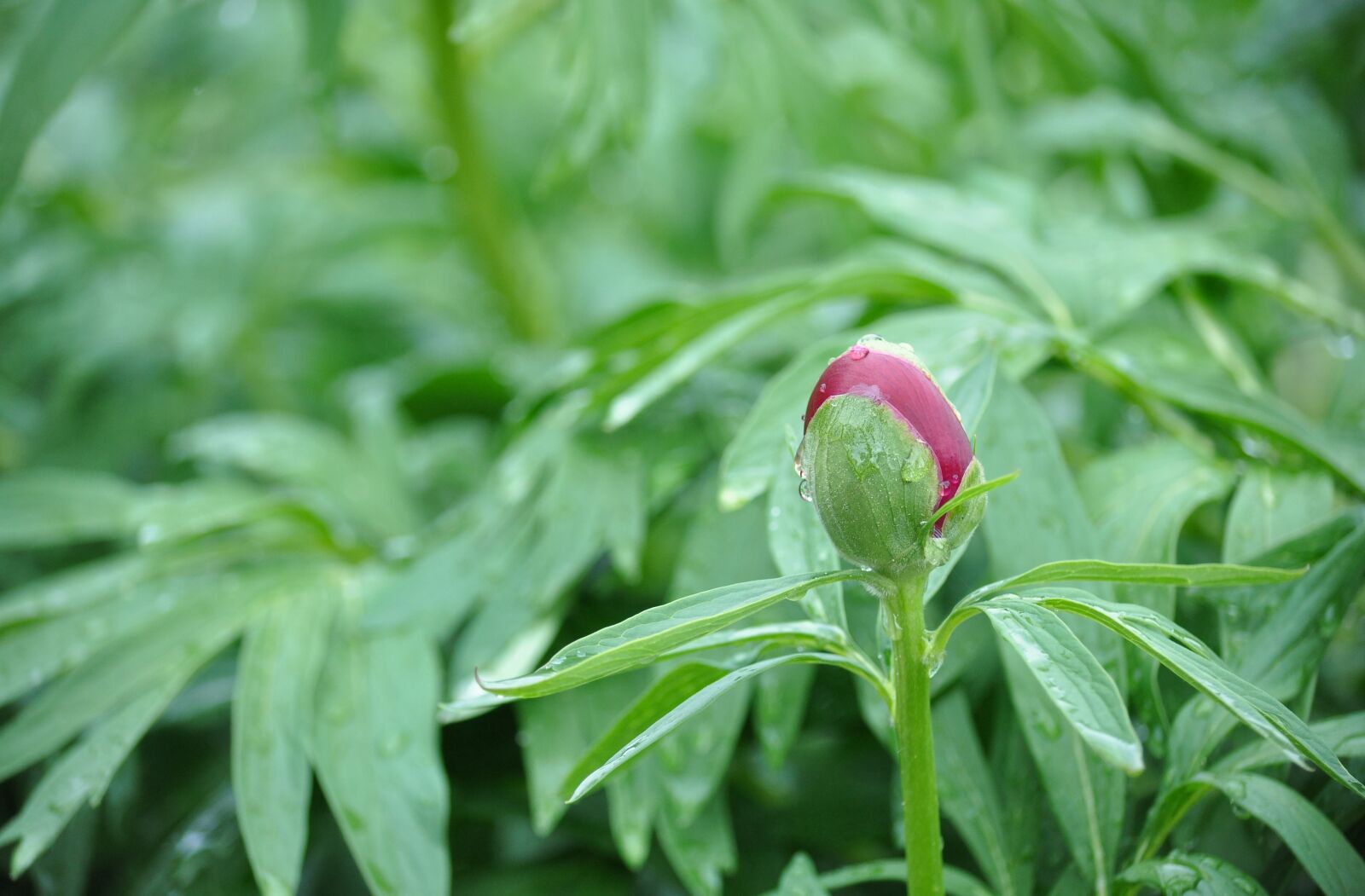 Nikon D90 sample photo. Peony, paeonia, pentecost photography