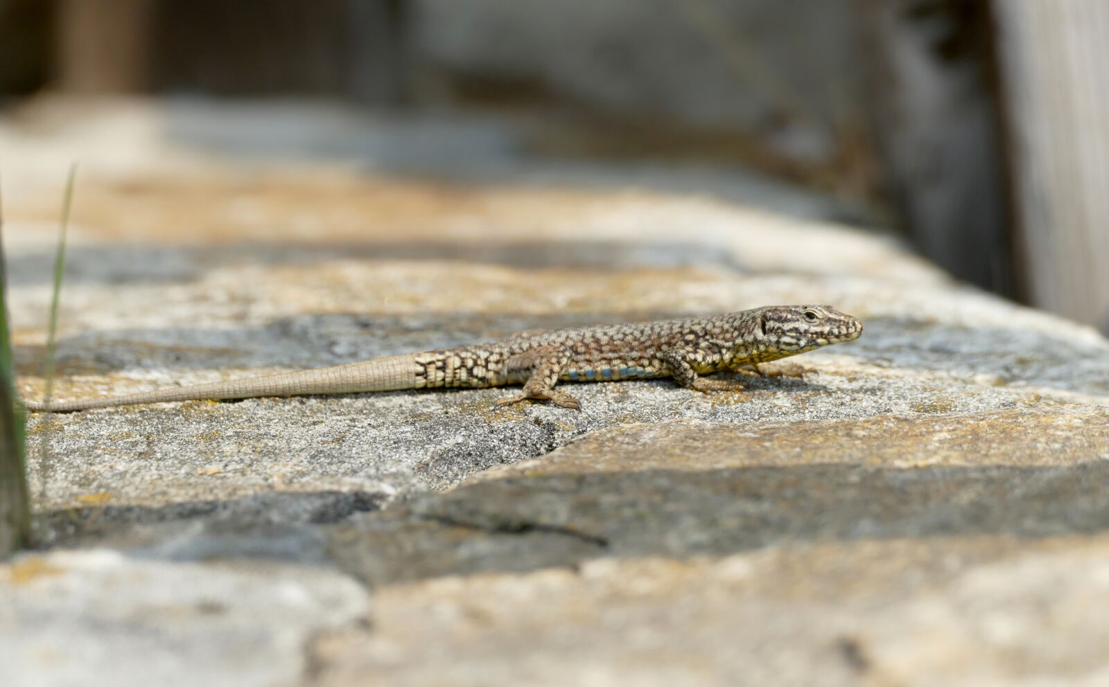 Panasonic Lumix DMC-FZ1000 sample photo. Wall lizard, podarcis muralis photography