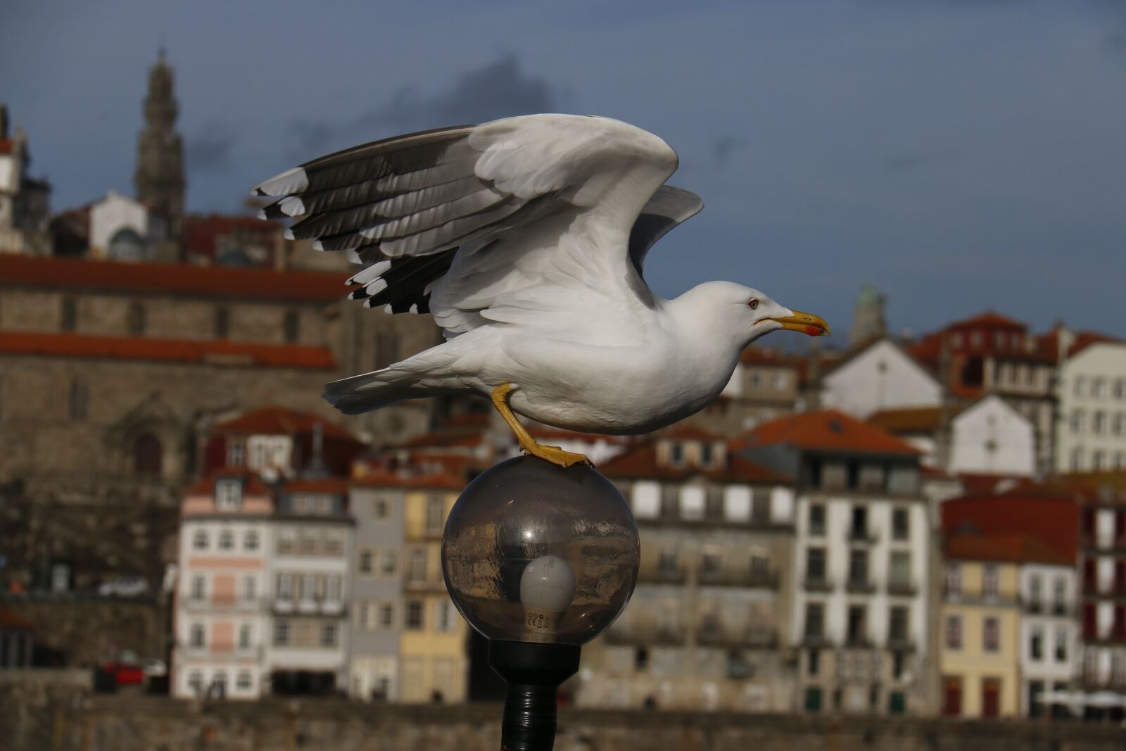Canon EF-S 18-200mm F3.5-5.6 IS sample photo. City, seagull, landscape photography
