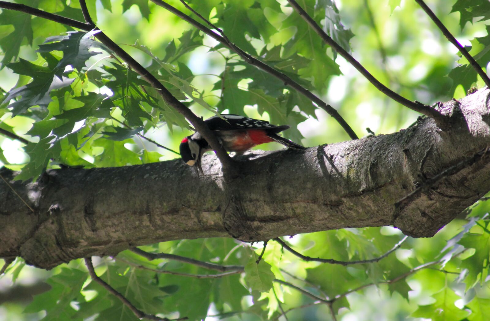 Canon EOS 550D (EOS Rebel T2i / EOS Kiss X4) sample photo. Woodpecker, bird, tree photography