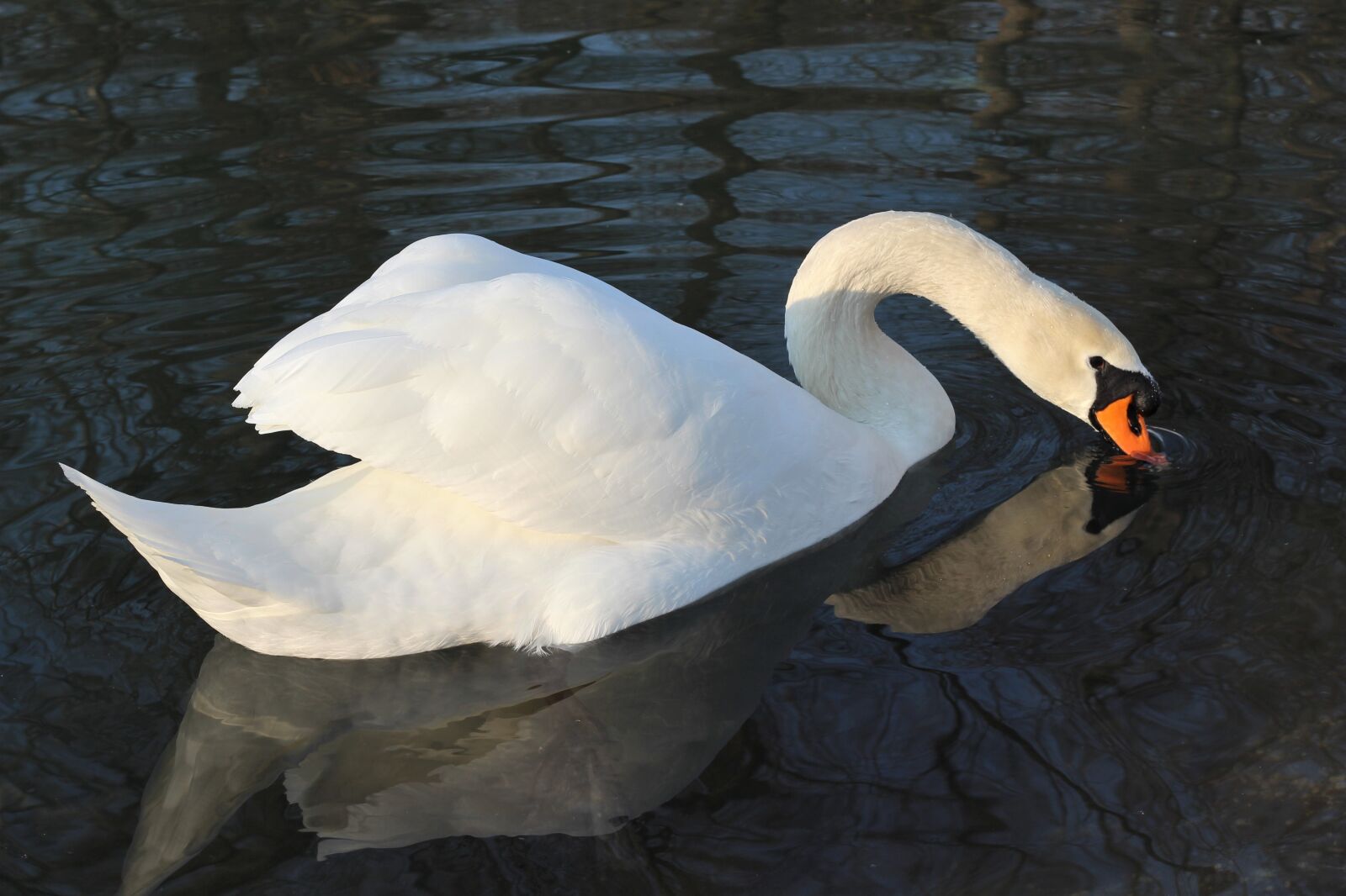 Canon EOS 600D (Rebel EOS T3i / EOS Kiss X5) + Canon EF 50mm F1.8 II sample photo. White swan, bird, elegant photography