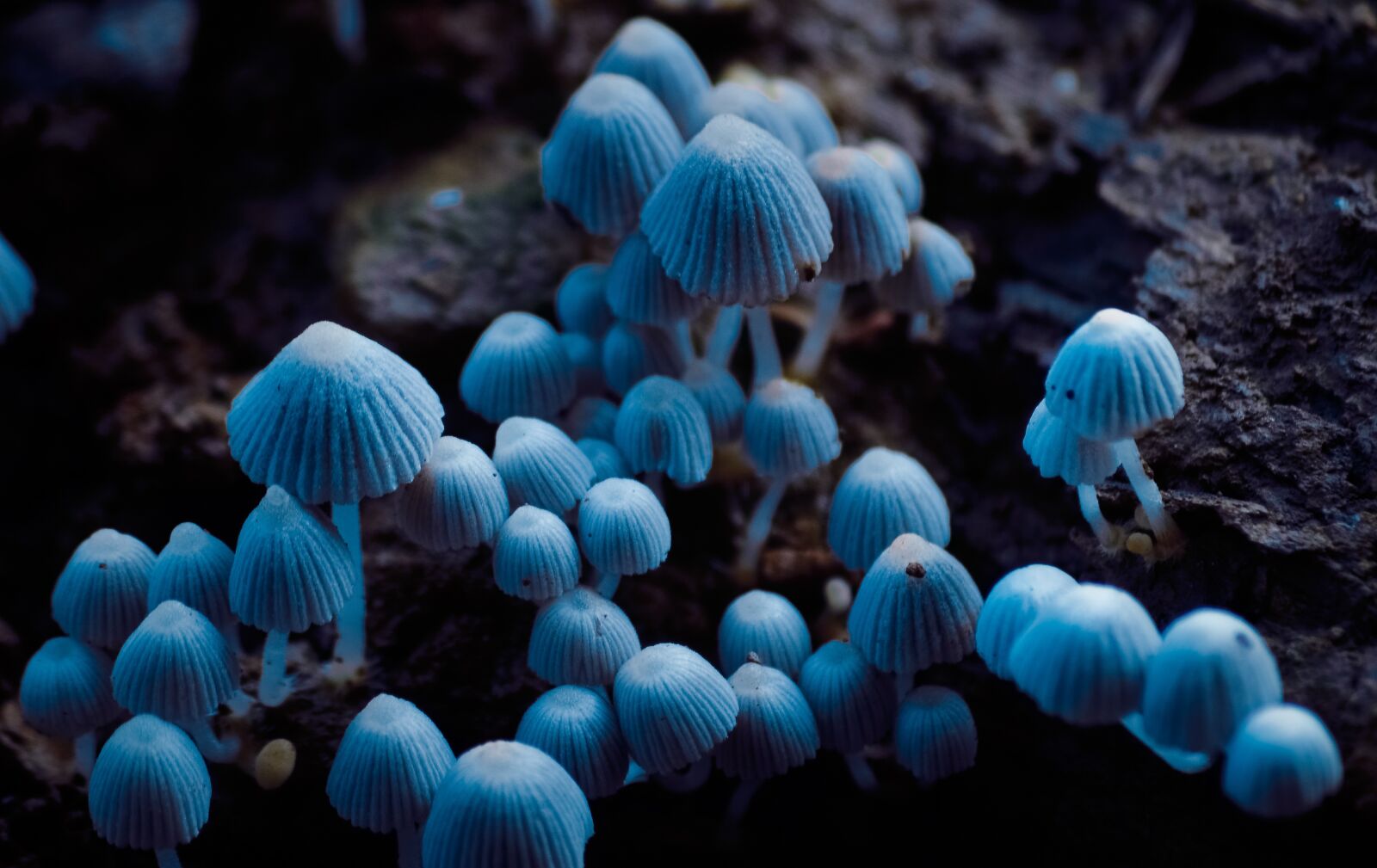 Nikon D5100 sample photo. Mushroom, colour, beautiful photography