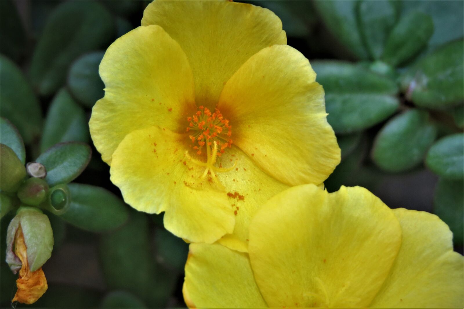 Canon PowerShot SX50 HS sample photo. Flower, yellow, orange photography