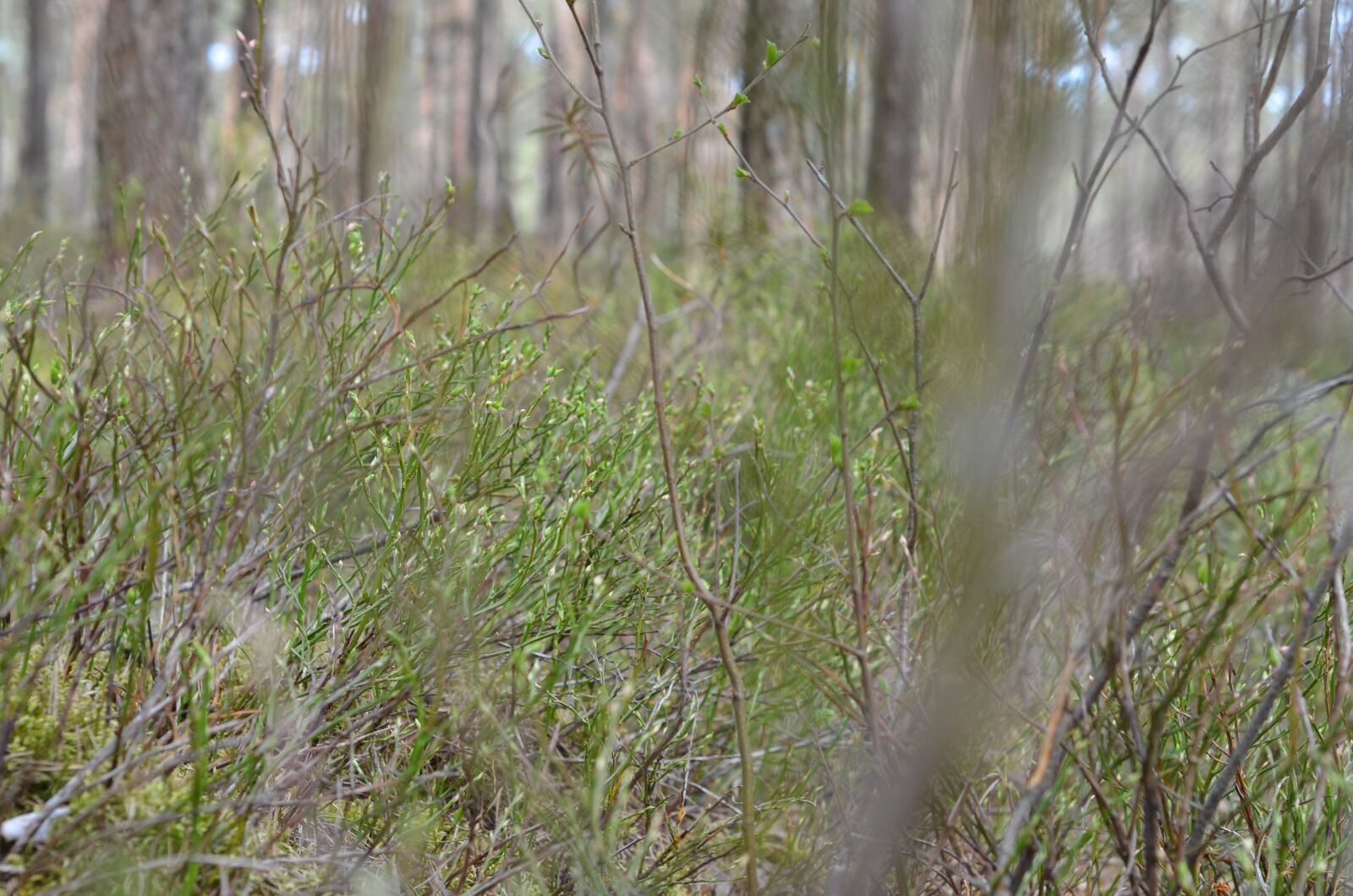 Nikon D7000 sample photo. Nature, tree, forest photography