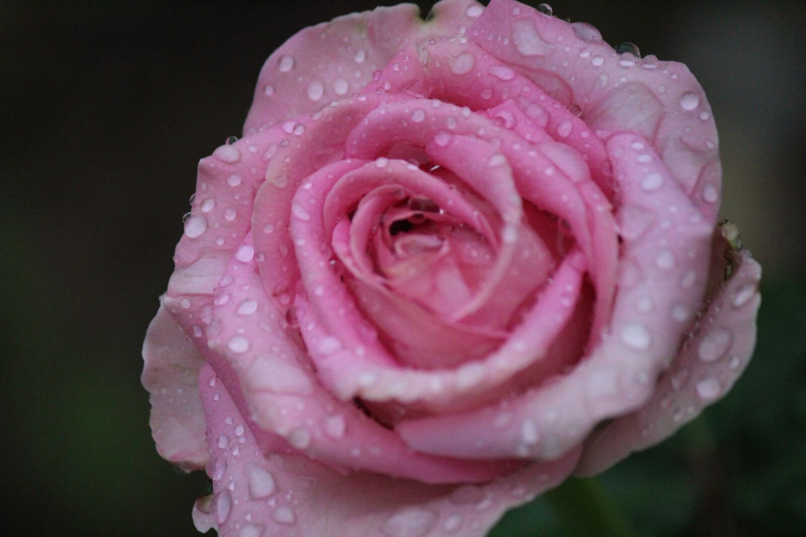Canon EOS 100D (EOS Rebel SL1 / EOS Kiss X7) + Canon EF-S 55-250mm F4-5.6 IS II sample photo. Rose, rain, pink photography