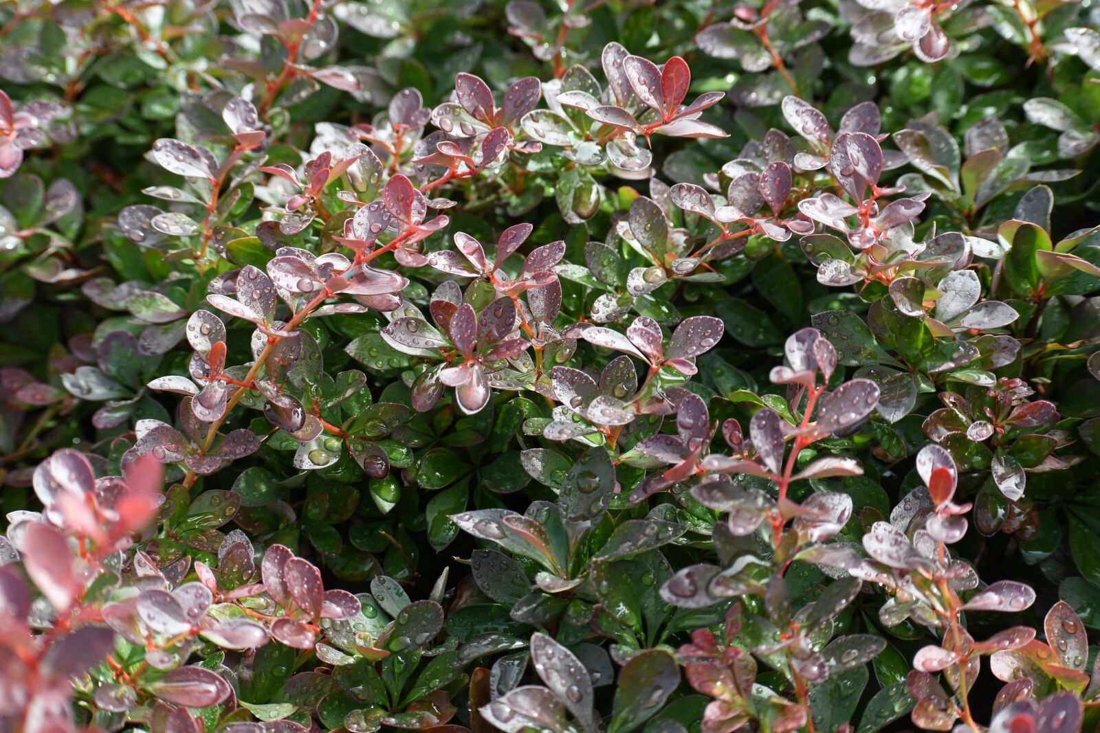 Nikon D500 sample photo. Leaves, morning, autumn photography