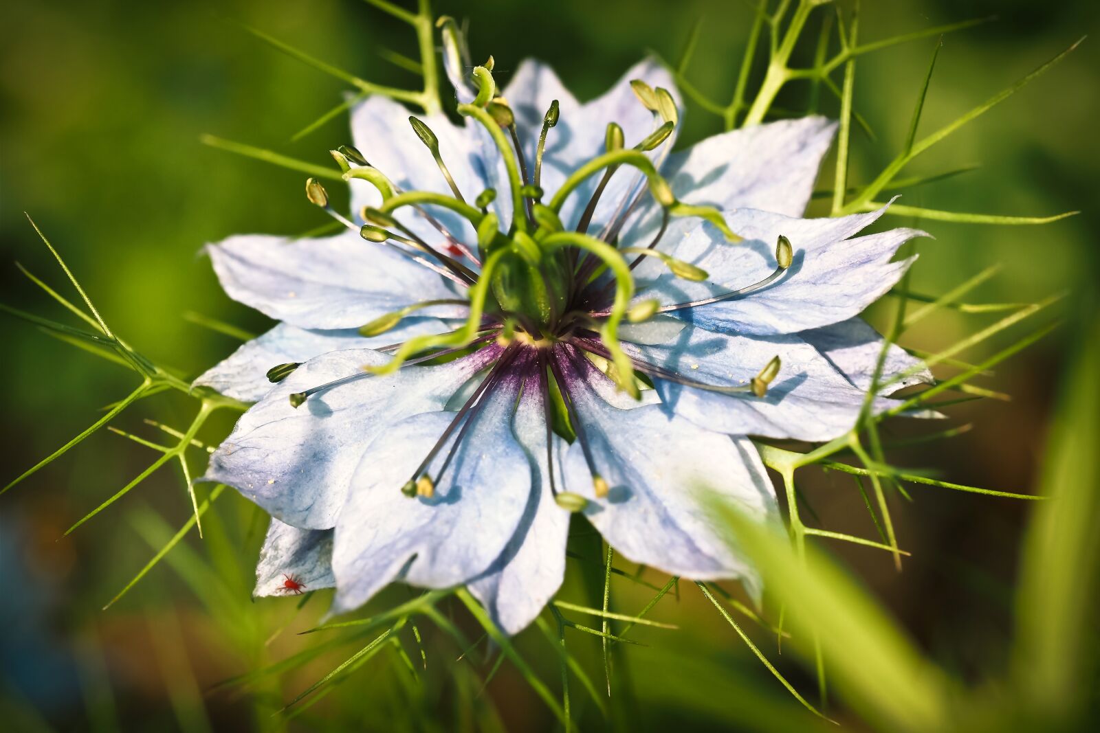 Olympus OM-D E-M10 sample photo. Nigella, buttercup, flower photography