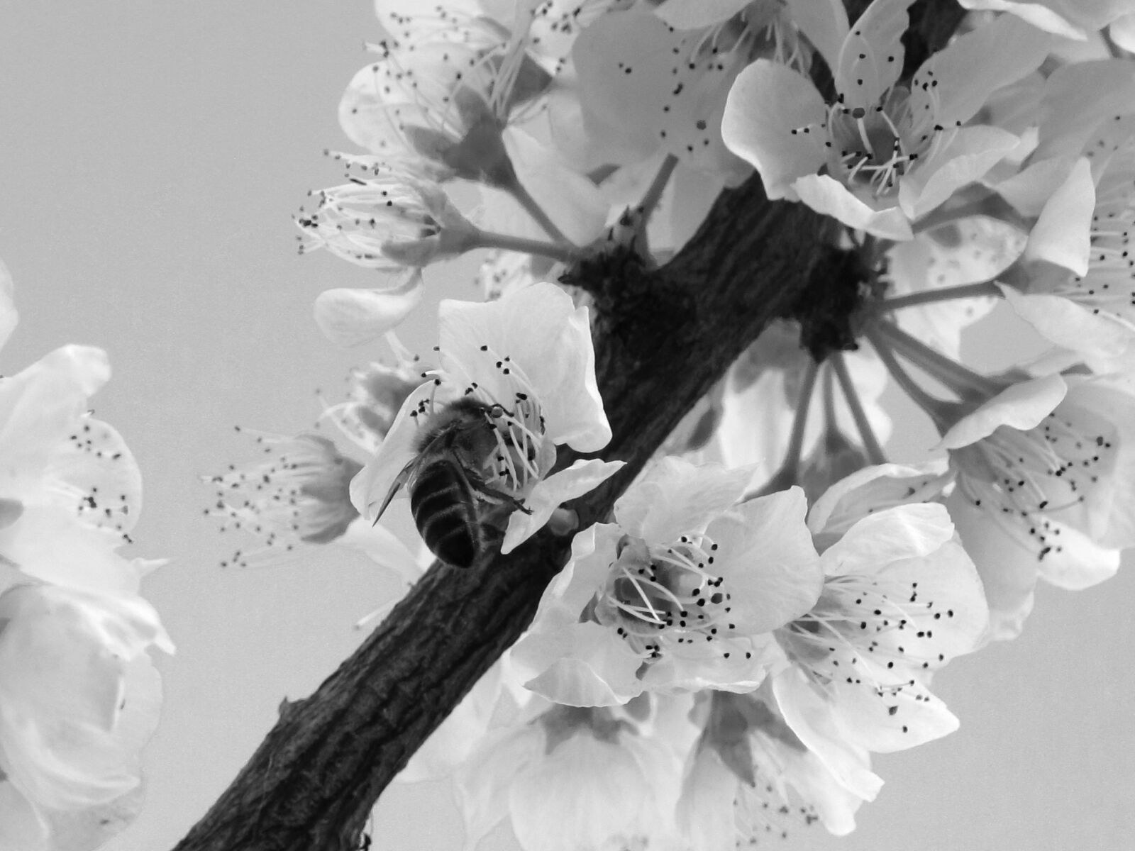 Canon PowerShot G12 sample photo. Flowers, flower, flora photography